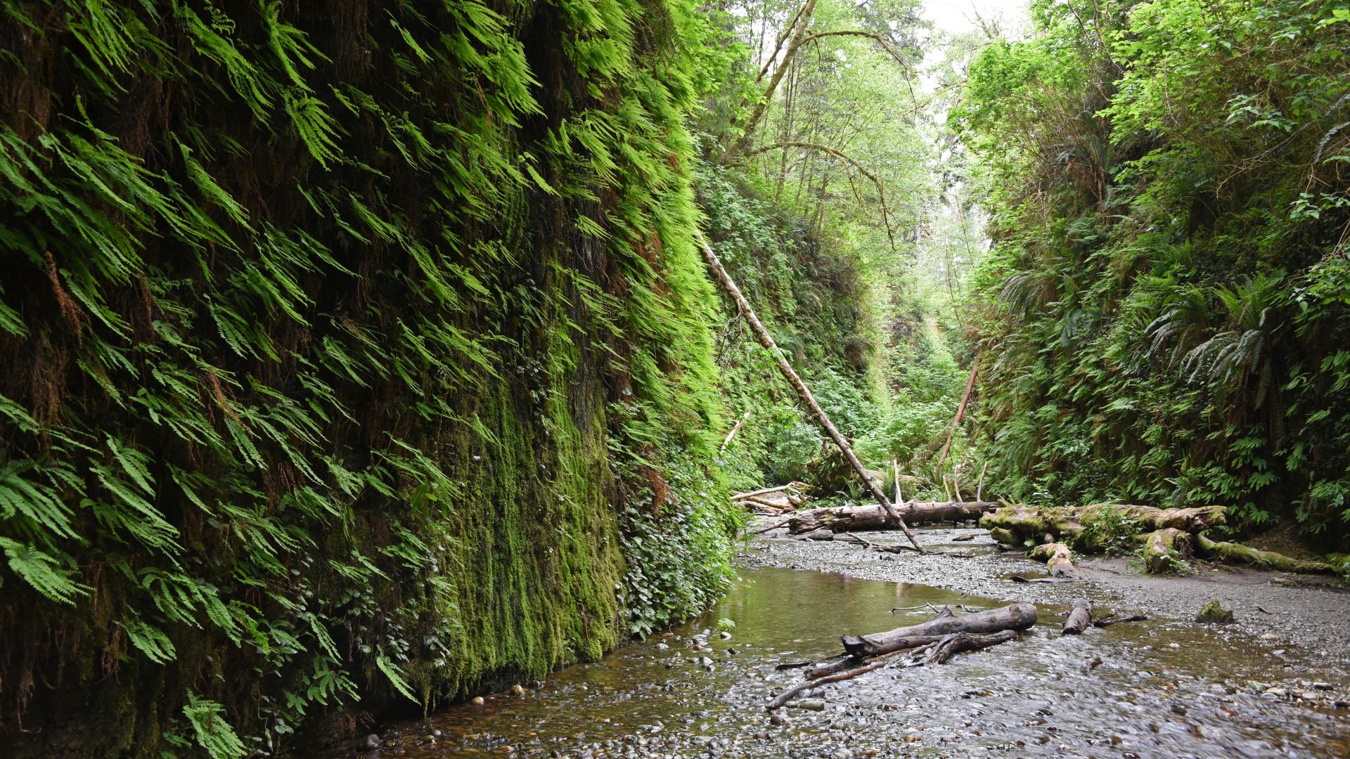 A narrow canyon with high, vertical walls covered in lush green ferns and mosses, with a shallow stream flowing through the center and fallen logs scattered on the streambed.