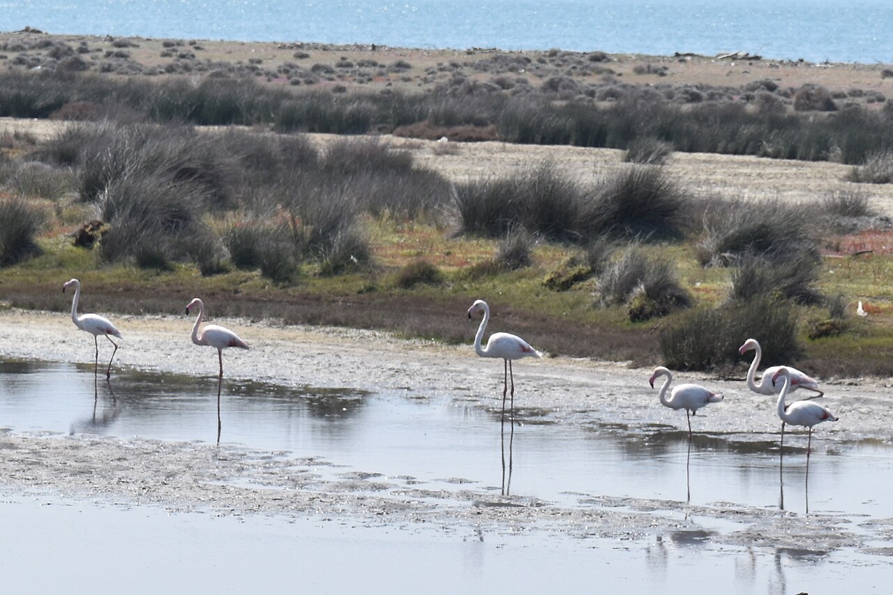 Flamingos at Kalloni's Gulf