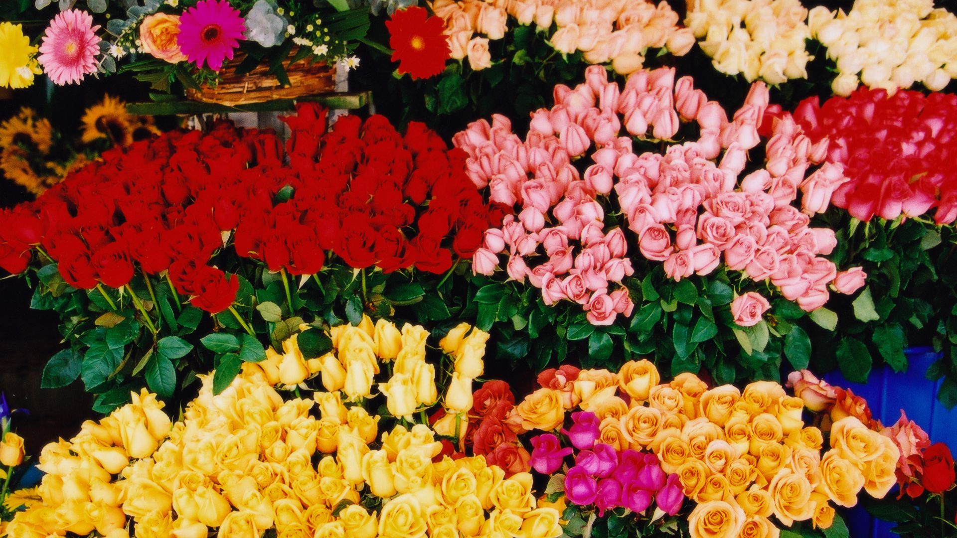A vibrant display of colorful flowers, predominantly roses in shades of red, pink, yellow, and orange, arranged in large bunches at a market stall. 
