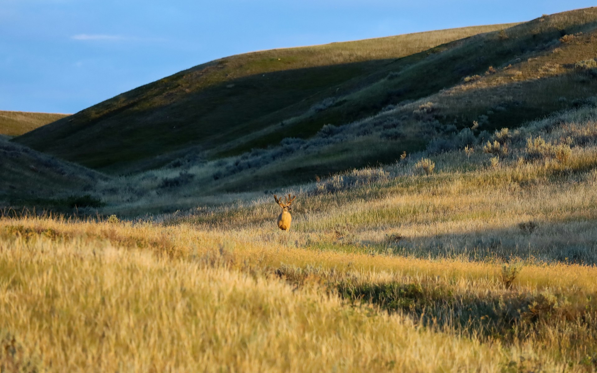 A wide open prairie landscape in Grasslands National Park