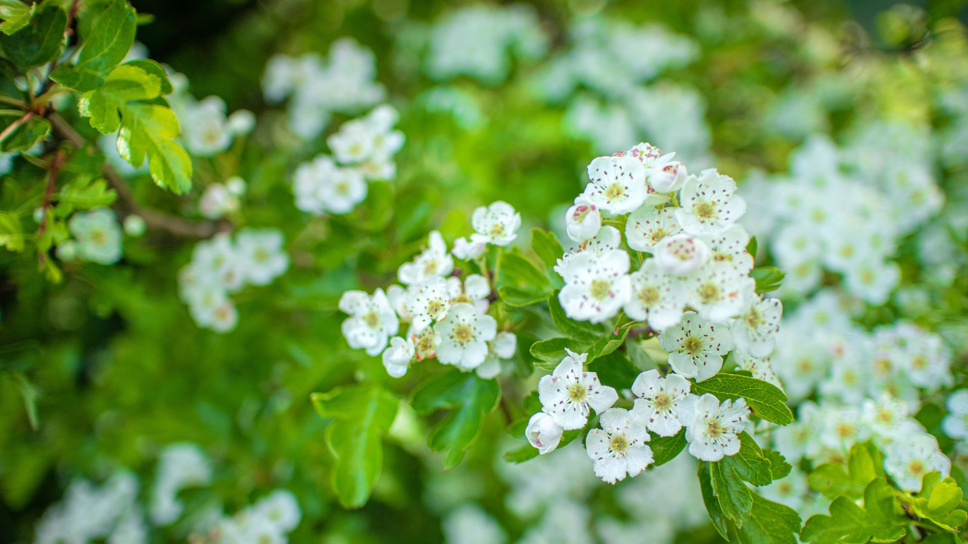 Hawthorn hedgerows