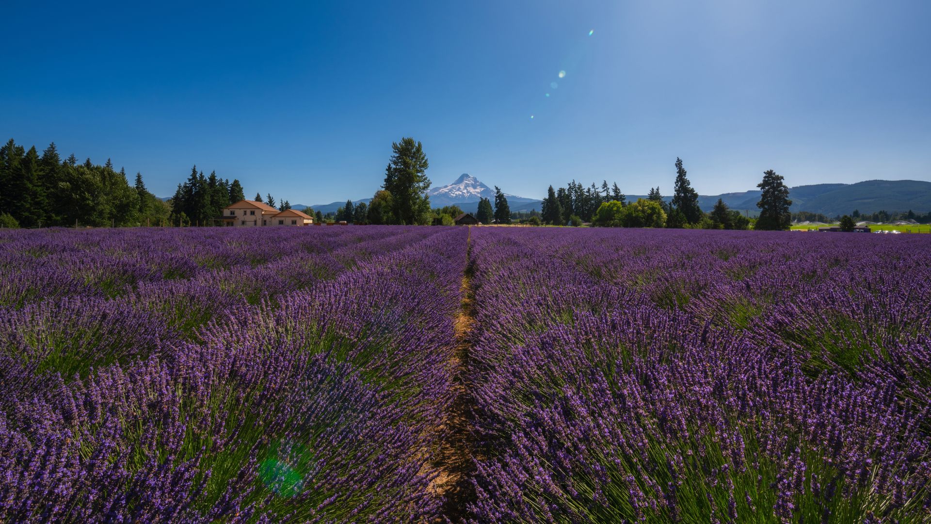 A wide-angle view of vibrant purple lavender fields stretching towards a distant, snow-capped mountain under a clear blue sky, with a dirt path leading through the center of the fields.
