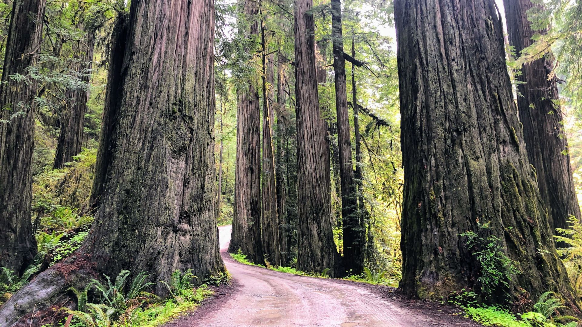 A narrow, unpaved dirt road winds through a dense forest of colossal, ancient redwood trees, with lush green undergrowth on either side.