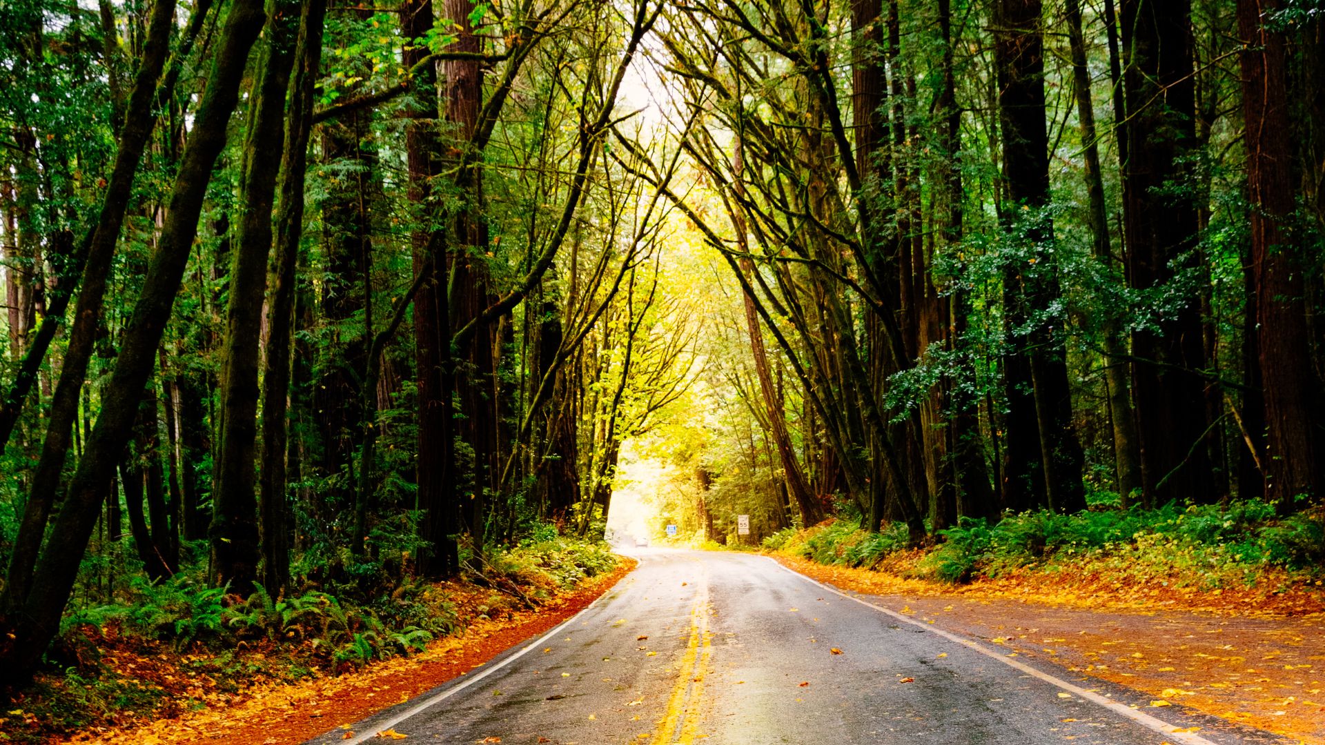 Humboldt Redwoods State Park, California