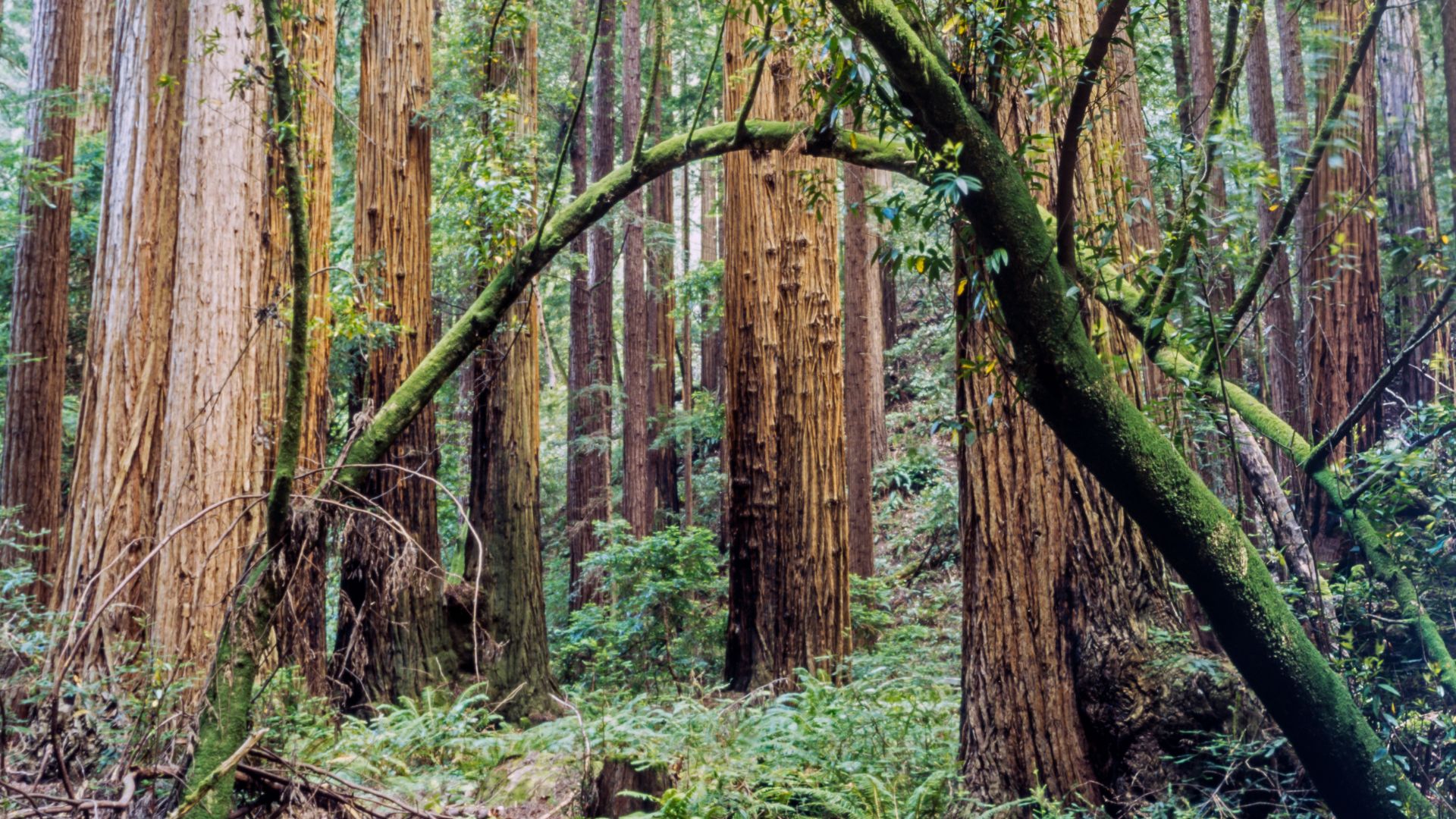 Jedediah Smith Redwoods State Park, California