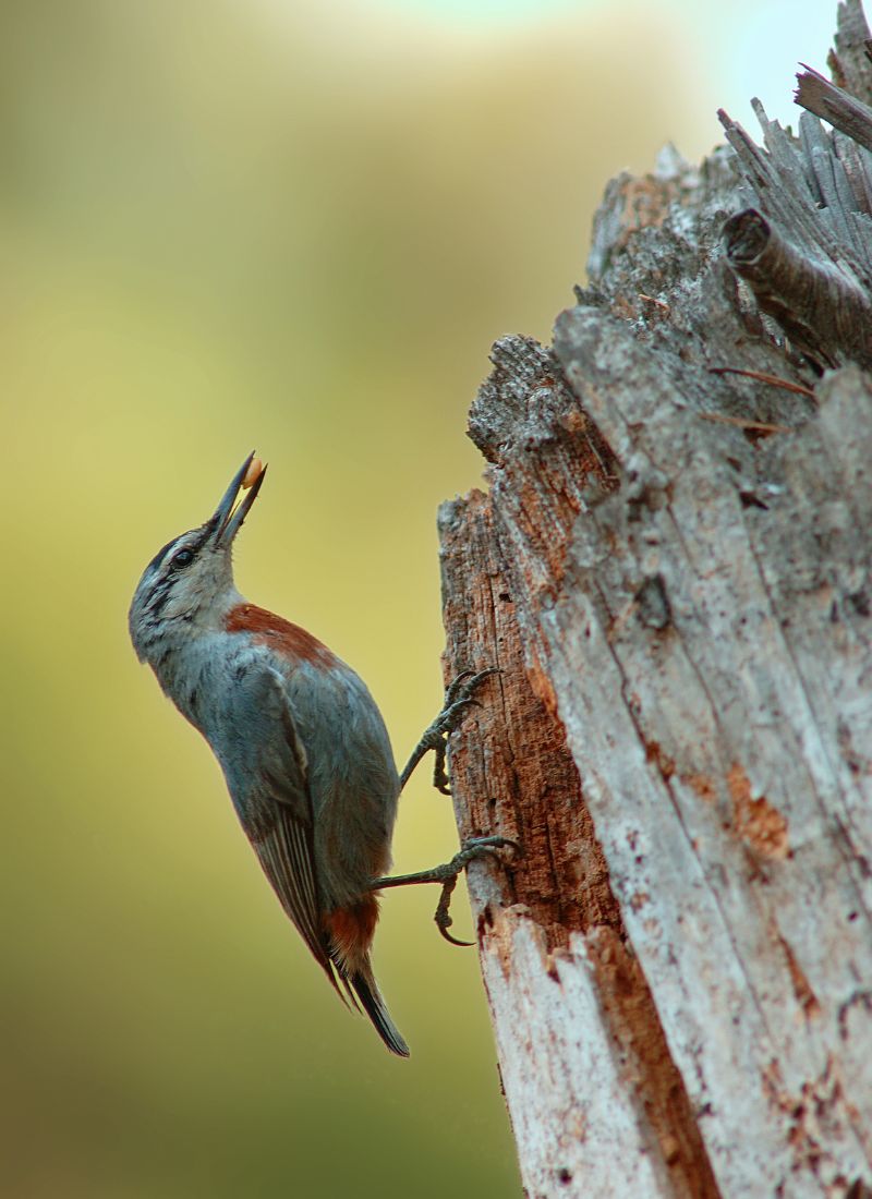 Kruper’s nuthatches
