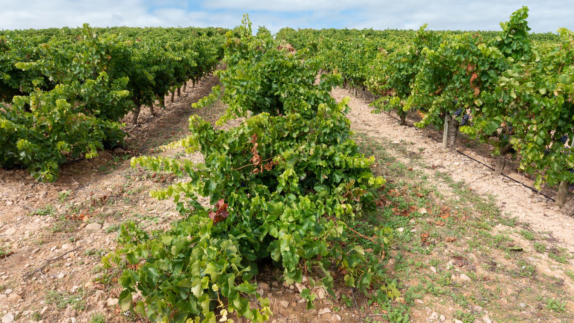 A wide shot of a vineyard with rows of green grapevines stretching into the distance under a partly cloudy sky. The ground between the rows is dry and light brown, contrasting with the vibrant green foliage of the vines, some of which show hints of reddish grapes.