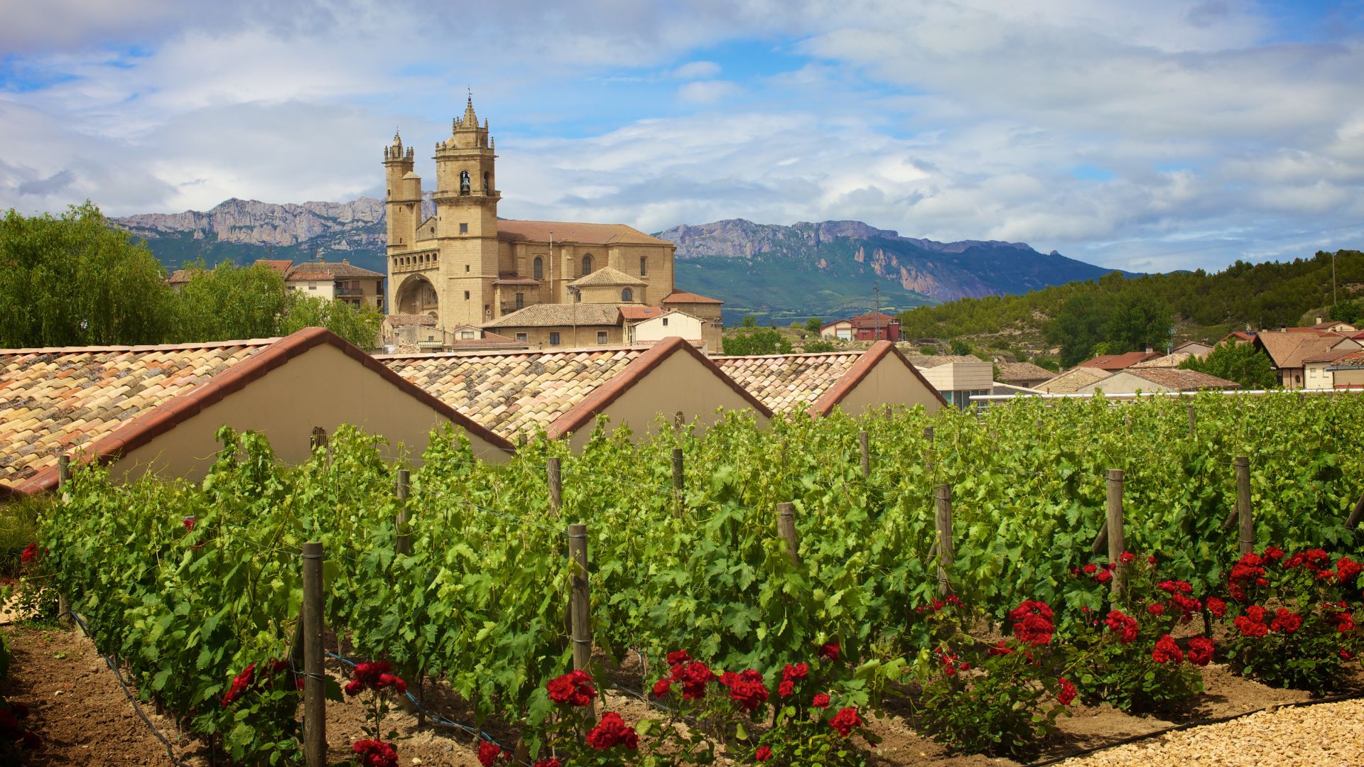 A vineyard with rows of green grapevines and red roses in the foreground, leading towards a historic town with a large, ornate church (Church of San Andrés) and other buildings under a cloudy sky in the background, set in the wine region of La Rioja, Spain.