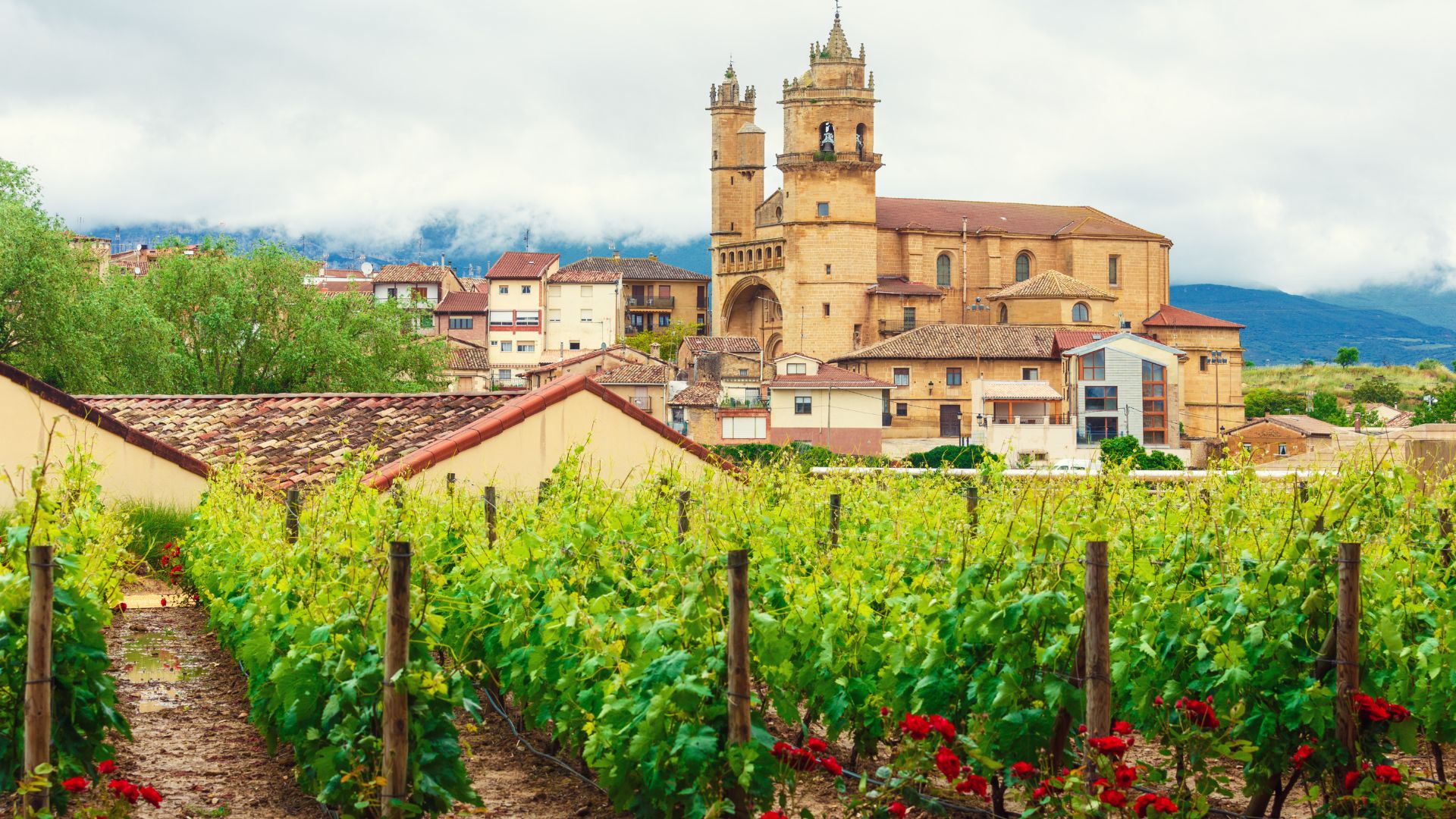A vineyard with rows of green grapevines and red roses in the foreground, leading towards a historic town with a large, ornate church (Church of San Andrés) and other buildings under a cloudy sky in the background, set in the wine region of La Rioja, Spain.