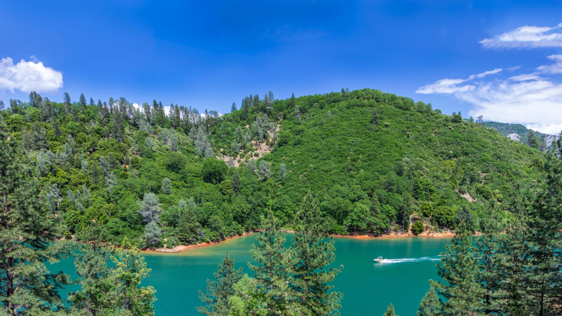 A wide-angle shot of Shasta Lake, California, featuring vibrant turquoise water with a small boat leaving a wake, surrounded by lush green, forested hills under a clear blue sky with scattered white clouds.