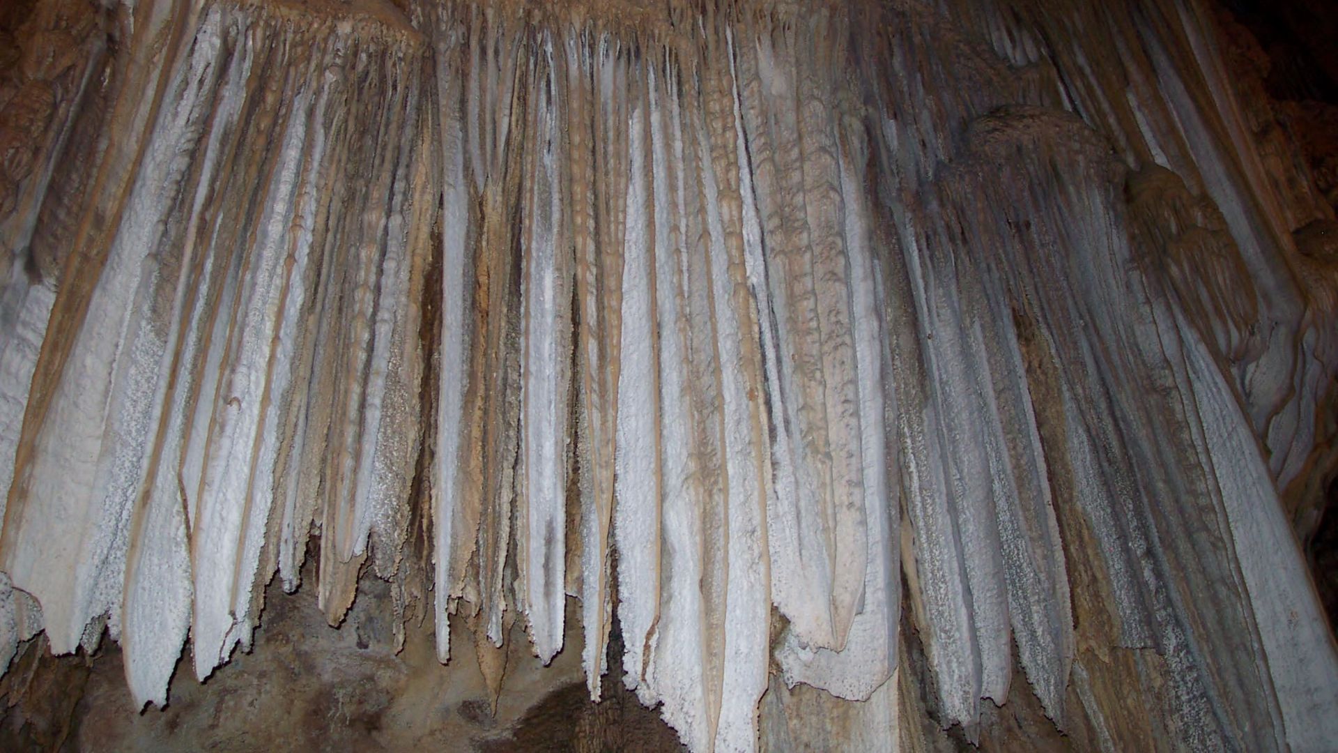Close-up view of numerous white and brown stalactites hanging from the ceiling inside Lake Shasta Caverns in California.