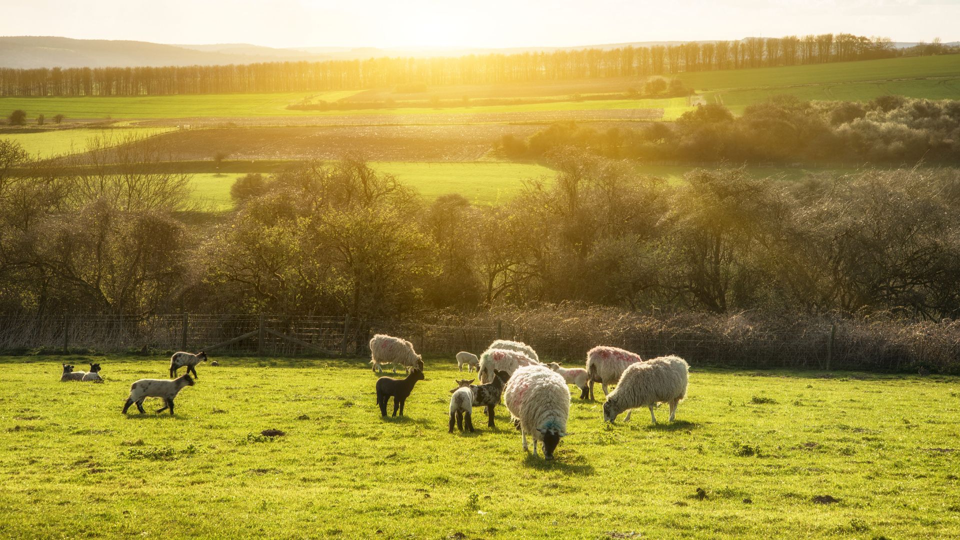 A panoramic view of a flock of sheep and lambs grazing on a vibrant green field under a golden sunset, with rolling hills and trees in the background.