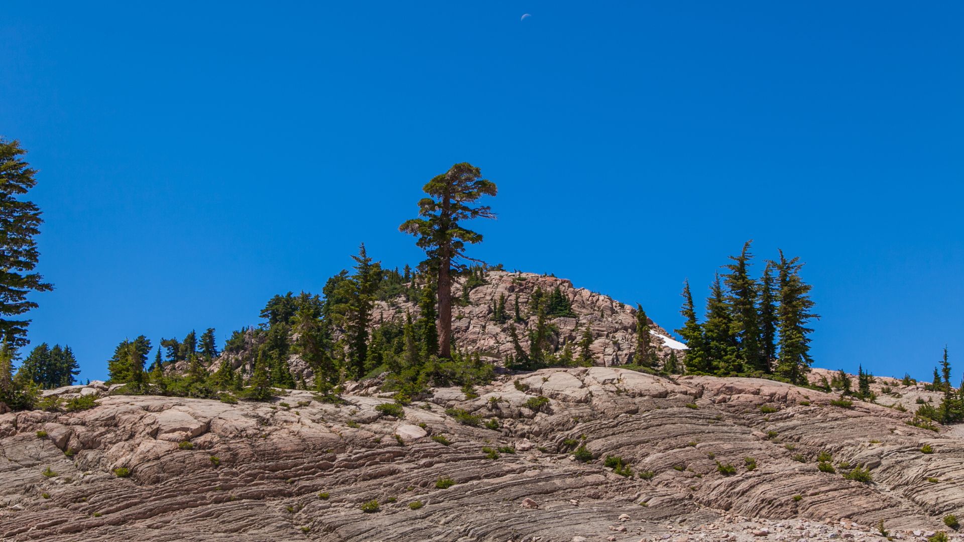 A wide shot of a rocky, treed hillside under a clear blue sky, with a prominent lone pine tree near the center and a distant moon visible in the upper sky.