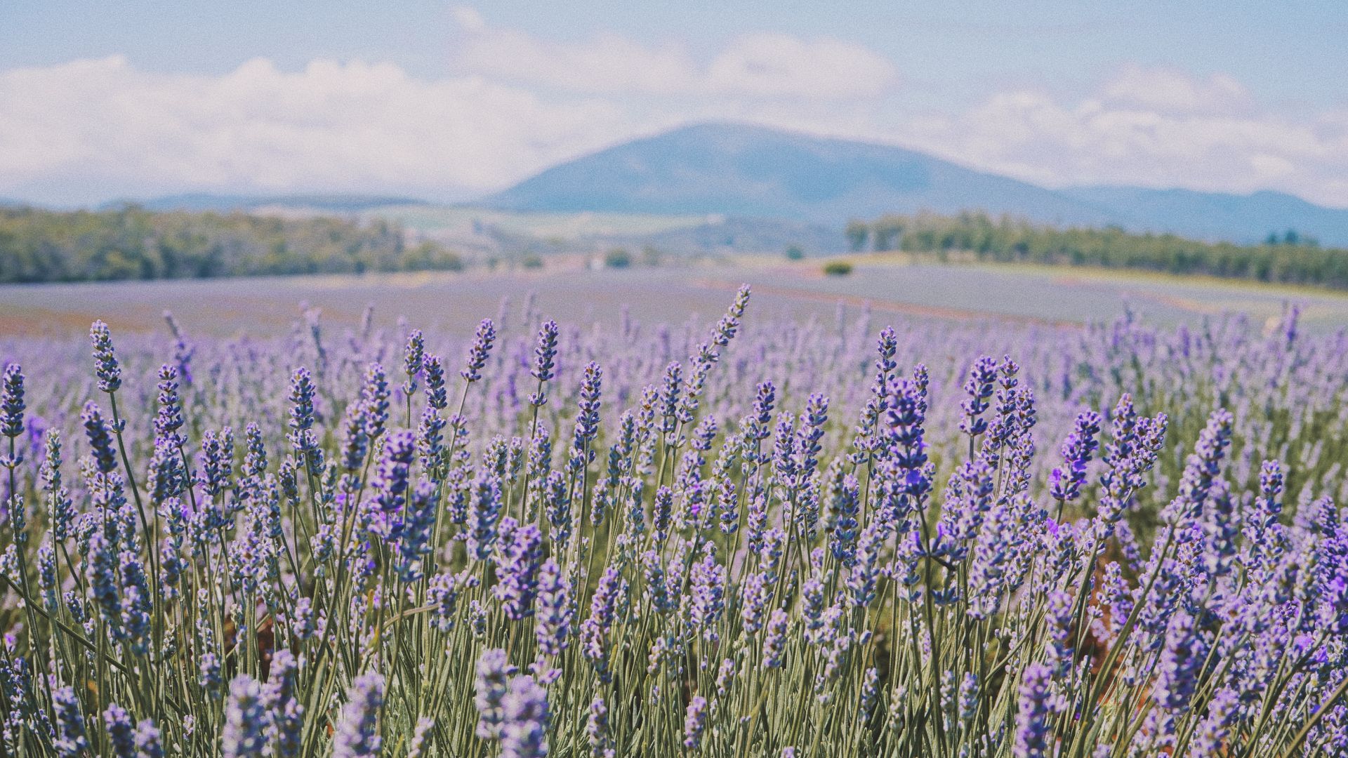 A wide shot of a vibrant purple lavender field in full bloom, stretching towards a distant mountain range under a bright, partly cloudy sky.