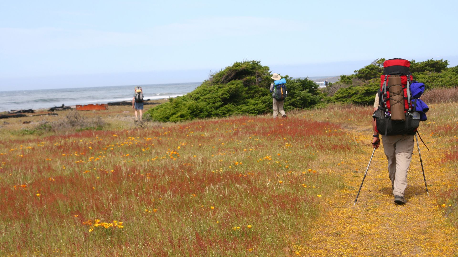 Three backpackers hike along a coastal trail with a field of wildflowers in the foreground and the ocean visible in the distance.