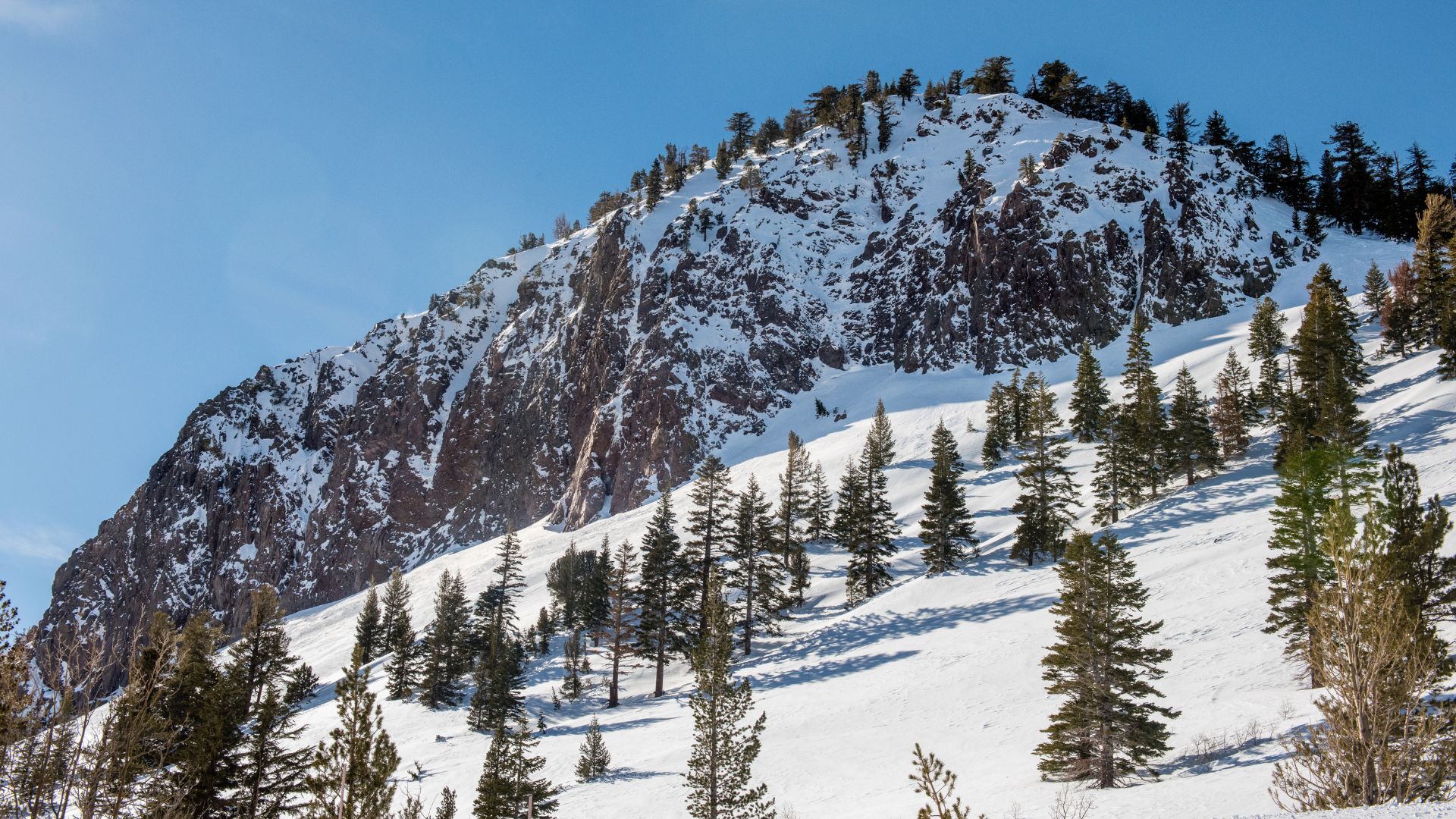 A snow-covered mountain, identified as Mammoth Mountain in California, rises under a clear blue sky, dotted with numerous pine and larch trees on its slopes.