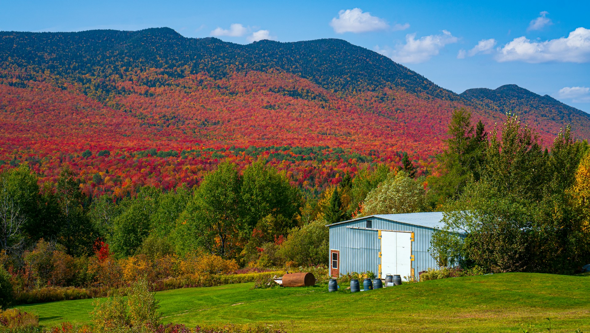 Distant view of a forest in Canada with maple trees showing autumn colors.