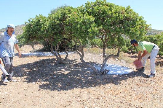 Mastic Cultivation