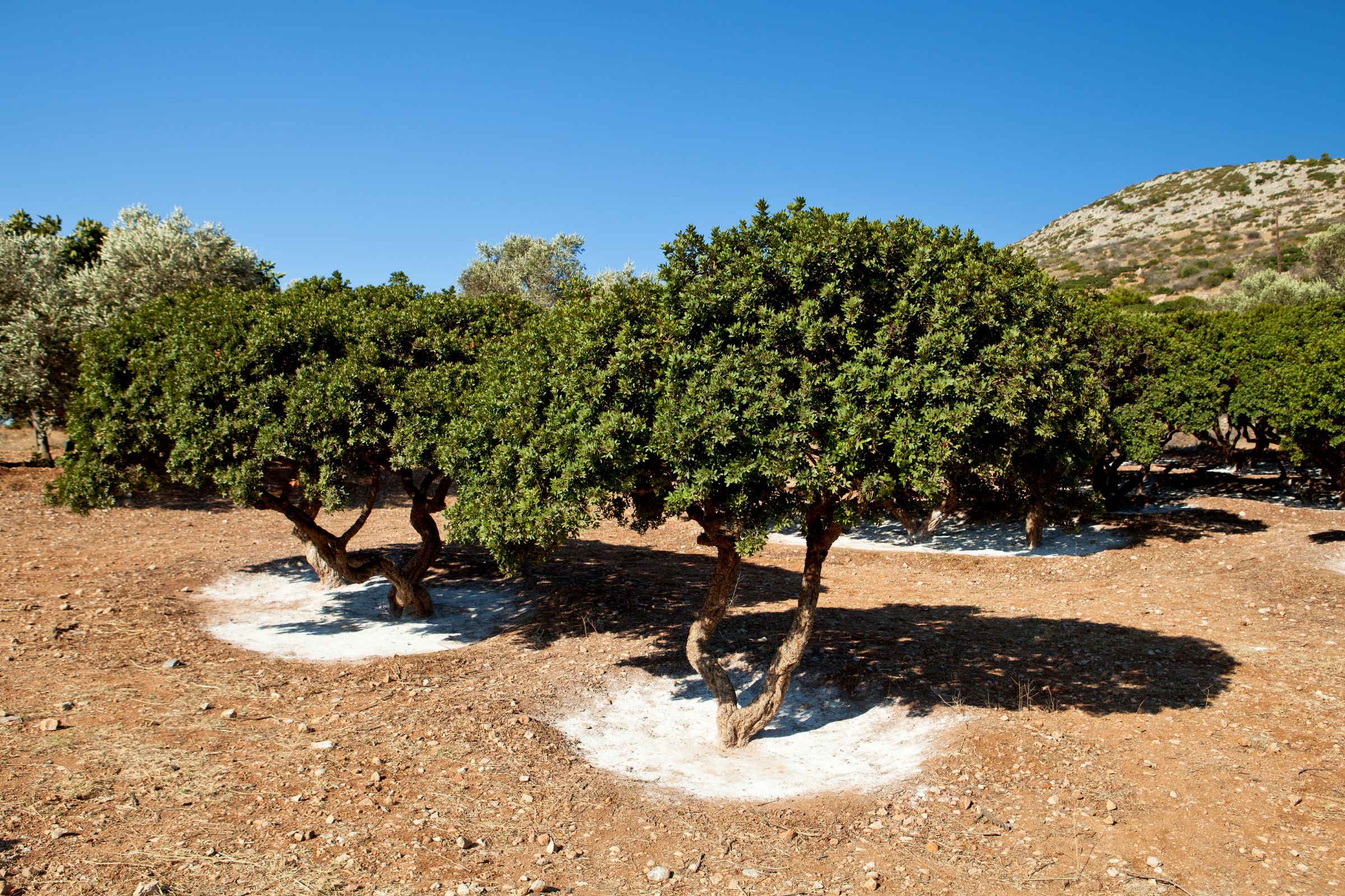 Mastic trees