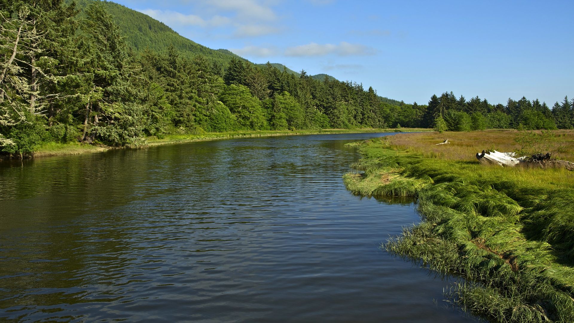 A wide shot of the Merced River, with dark water flowing between a dense green forest on the left bank and a grassy, marshy area on the right bank, under a clear blue sky.