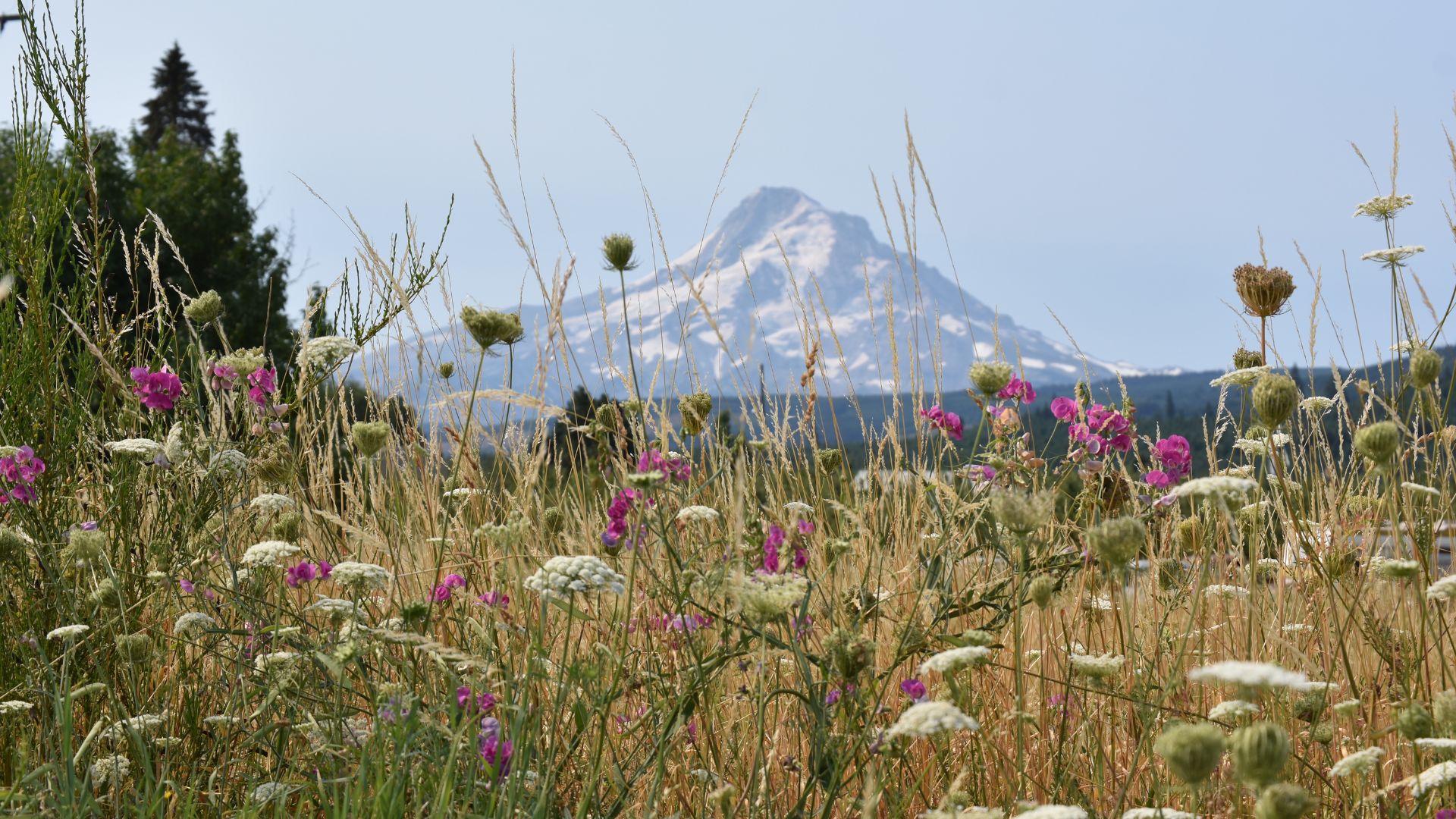 A brief alt text describing the image would be: "A field of vibrant wildflowers and tall golden grasses in the foreground, with the majestic, snow-capped peak of Mount Hood rising in the background under a clear sky." 
