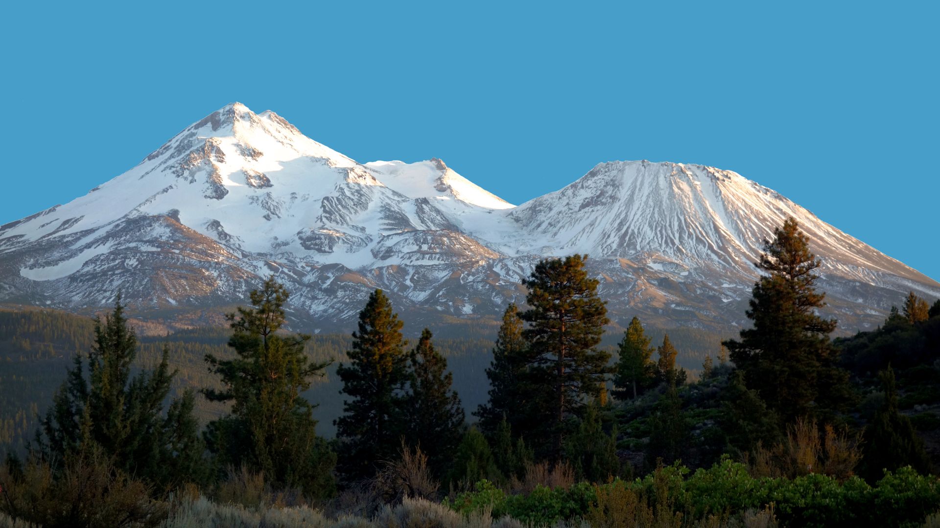 A wide shot of Mount Shasta, a snow-capped, double-peaked volcano in Northern California, rising above a foreground of dark green pine trees and scrub brush under a clear blue sky, bathed in the warm light of sunrise or sunset.