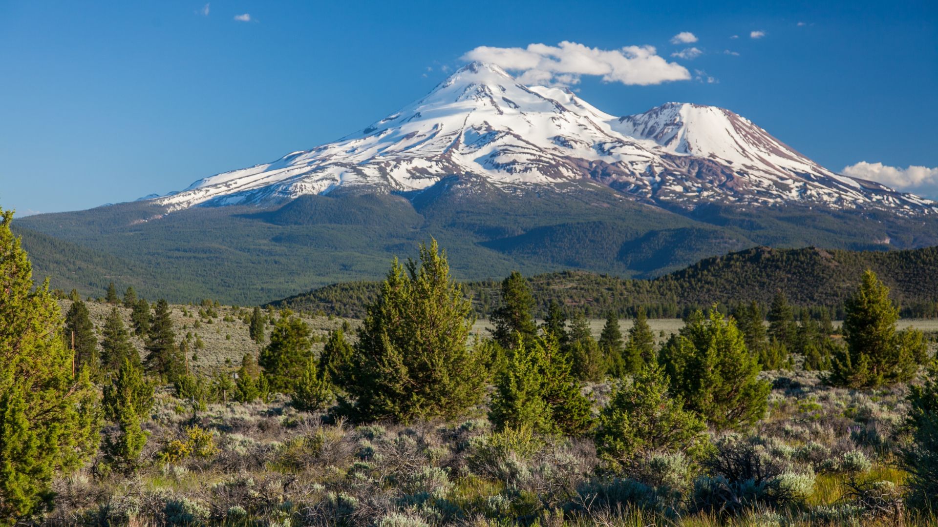 A wide shot of the snow-capped Mount Shasta under a clear blue sky, with a foreground of green conifer trees and scattered brush in a high desert-like landscape. 