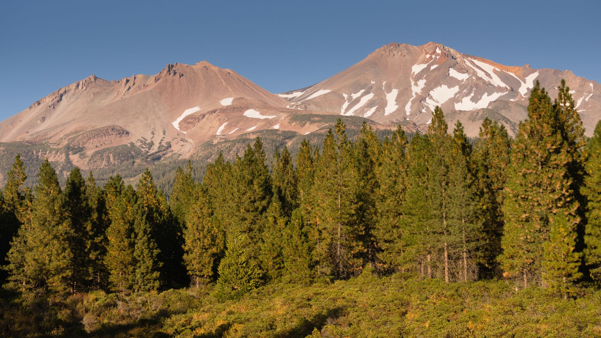 A panoramic view of Mount Shasta and Shastina, snow-capped peaks of the Cascade Range, rising above a dense forest of evergreen trees in Northern California under a clear blue sky.