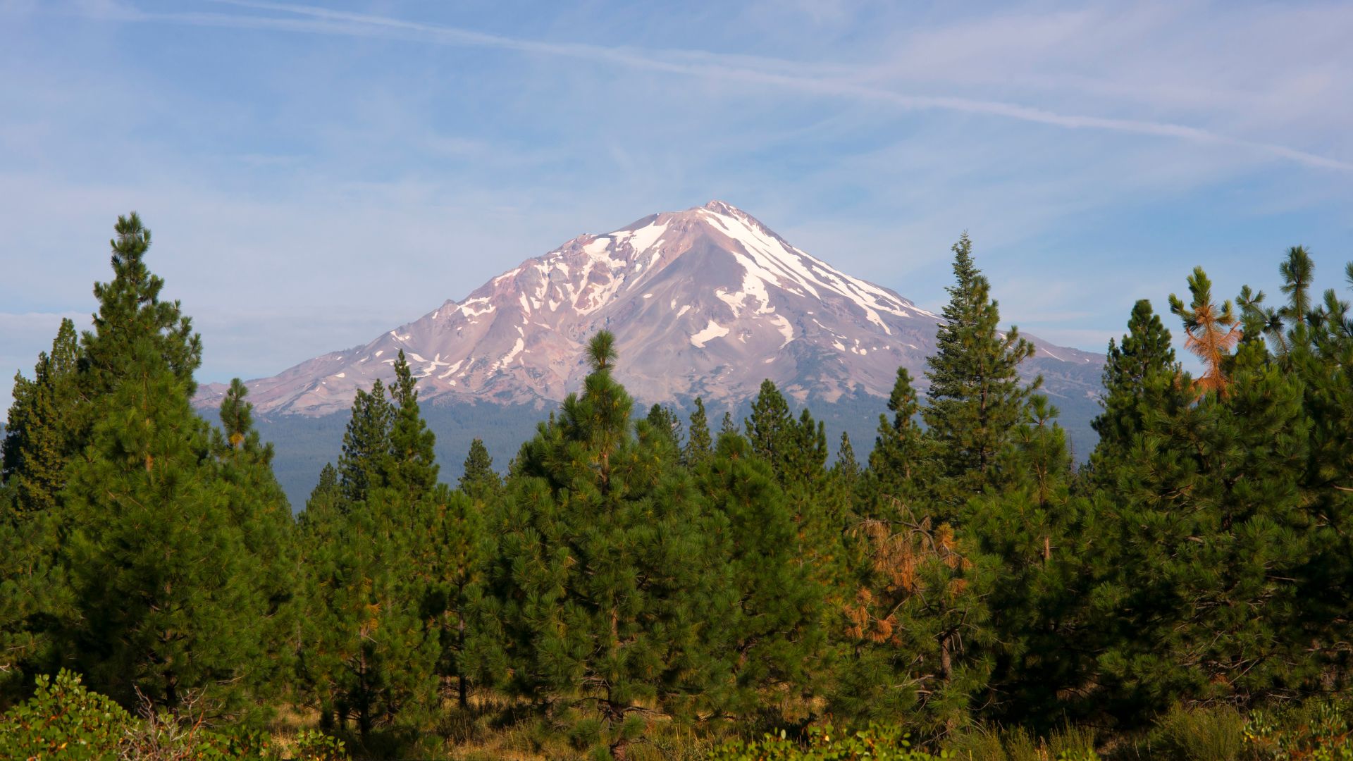 A snow-capped Mount Shasta rises majestically behind a dense forest of evergreen trees under a clear blue sky.