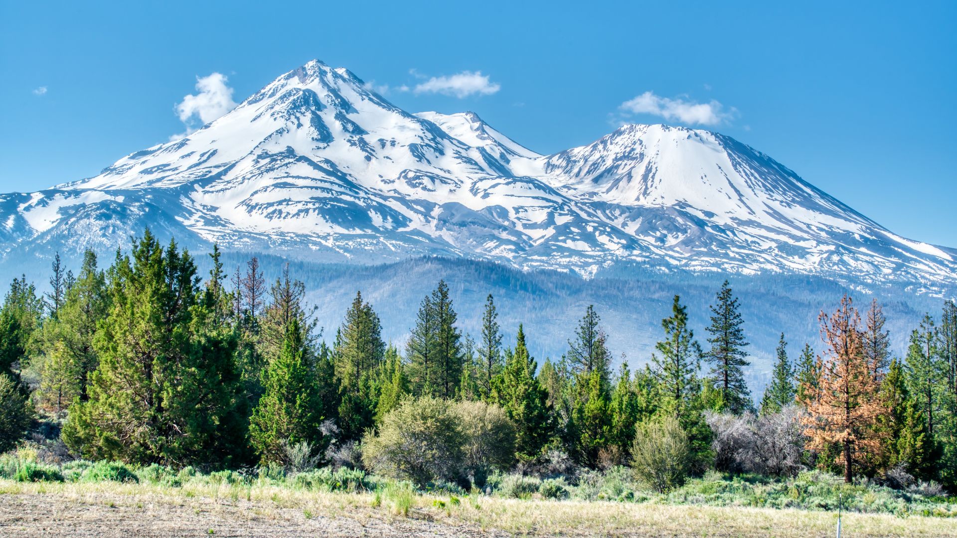 A snow-capped Mount Shasta rises majestically behind a foreground of green pine trees and brush under a bright blue sky with scattered clouds.