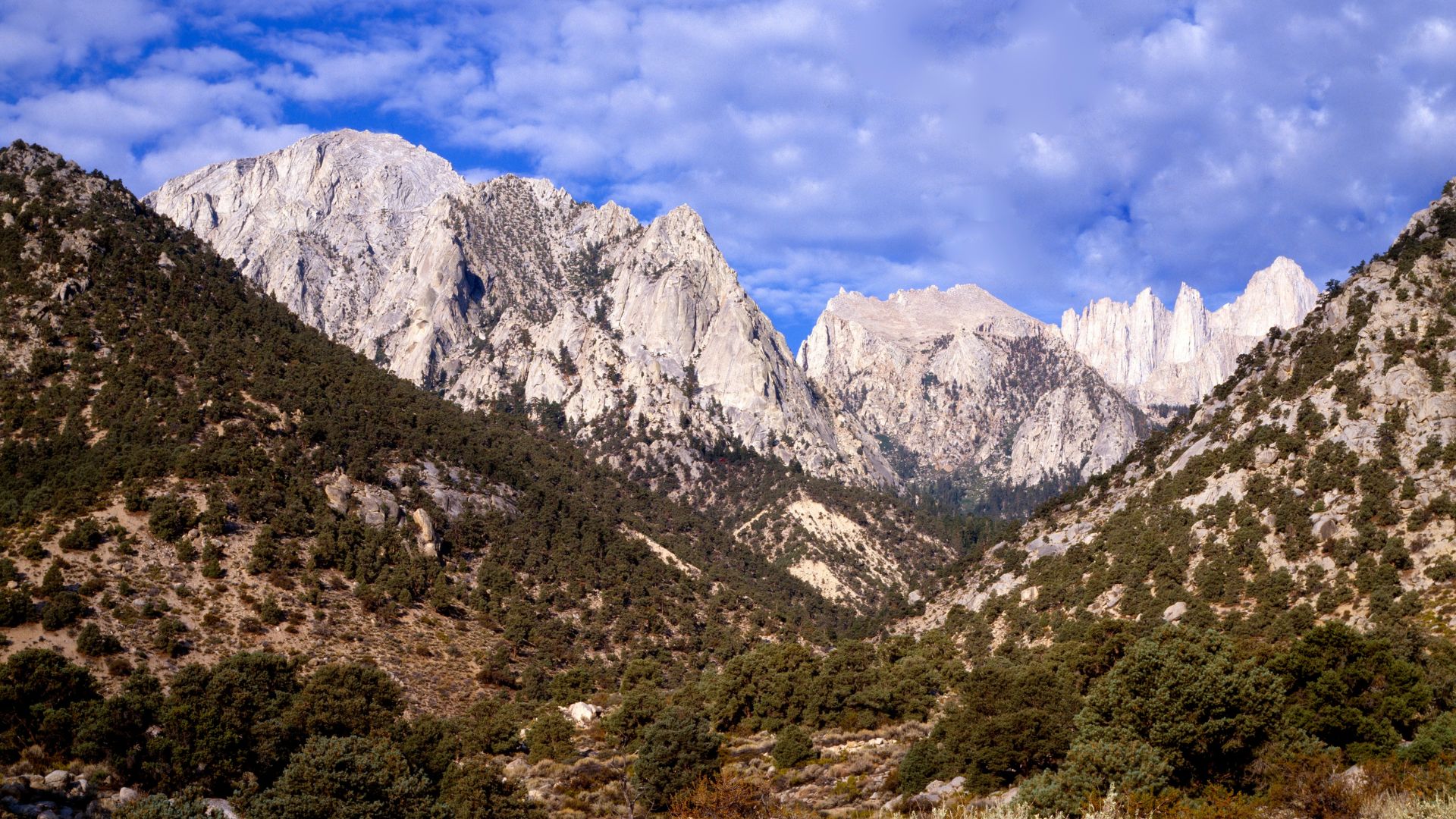 A wide shot of Mount Whitney and surrounding peaks in the Sierra Nevada mountain range, featuring rugged, light-colored granite peaks under a blue sky with scattered clouds, and dark green pine forests covering the lower slopes and valleys.
