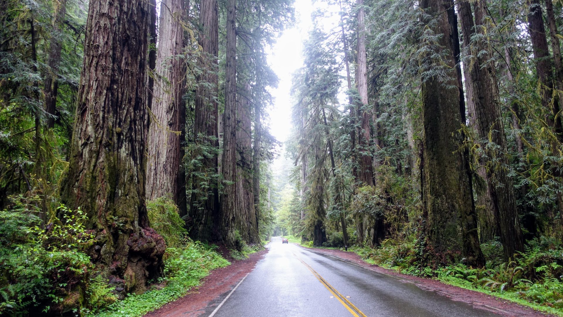 A paved road cutting through a dense, towering old-growth redwood forest with a car visible in the distance.