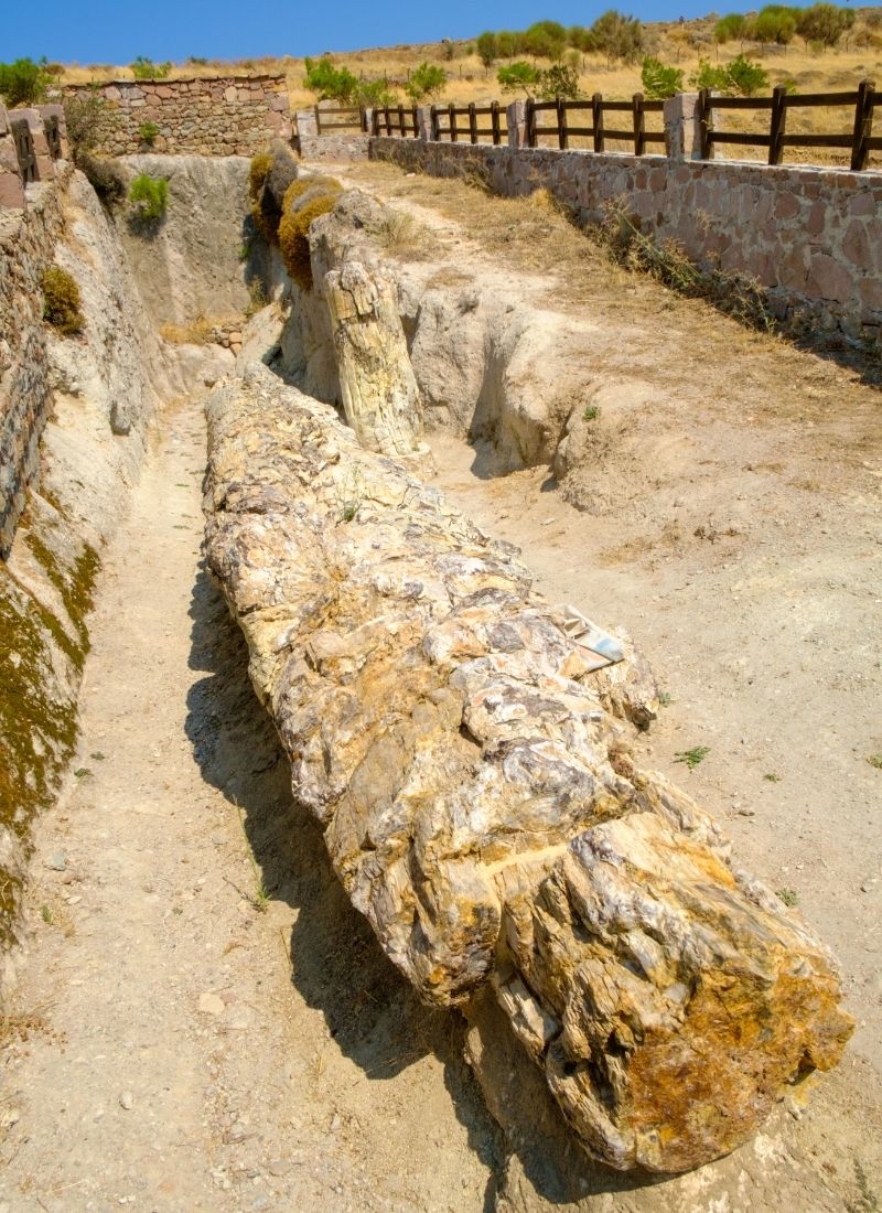 Petrified Forest Paths of Lava