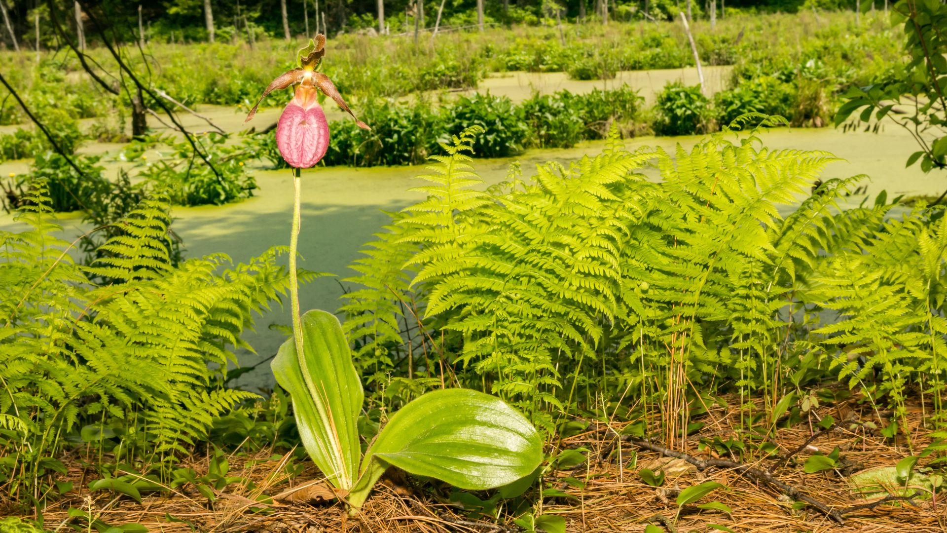A close-up of a vibrant pink Lady's Slipper orchid blooming in a lush, green wetland environment with ferns and a pond in the background.