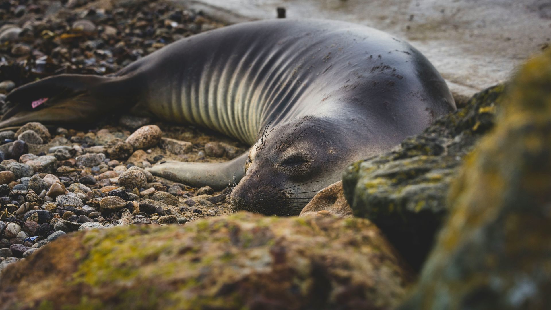 A Northern elephant seal rests on a rocky beach, partially obscured by mossy rocks in the foreground.