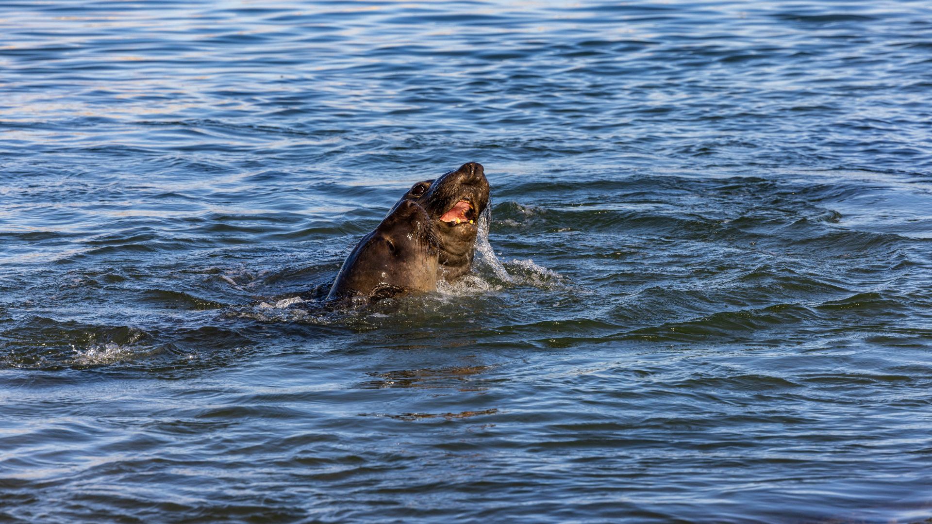 A Northern elephant seal rests on a rocky beach, partially obscured by mossy rocks in the foreground.