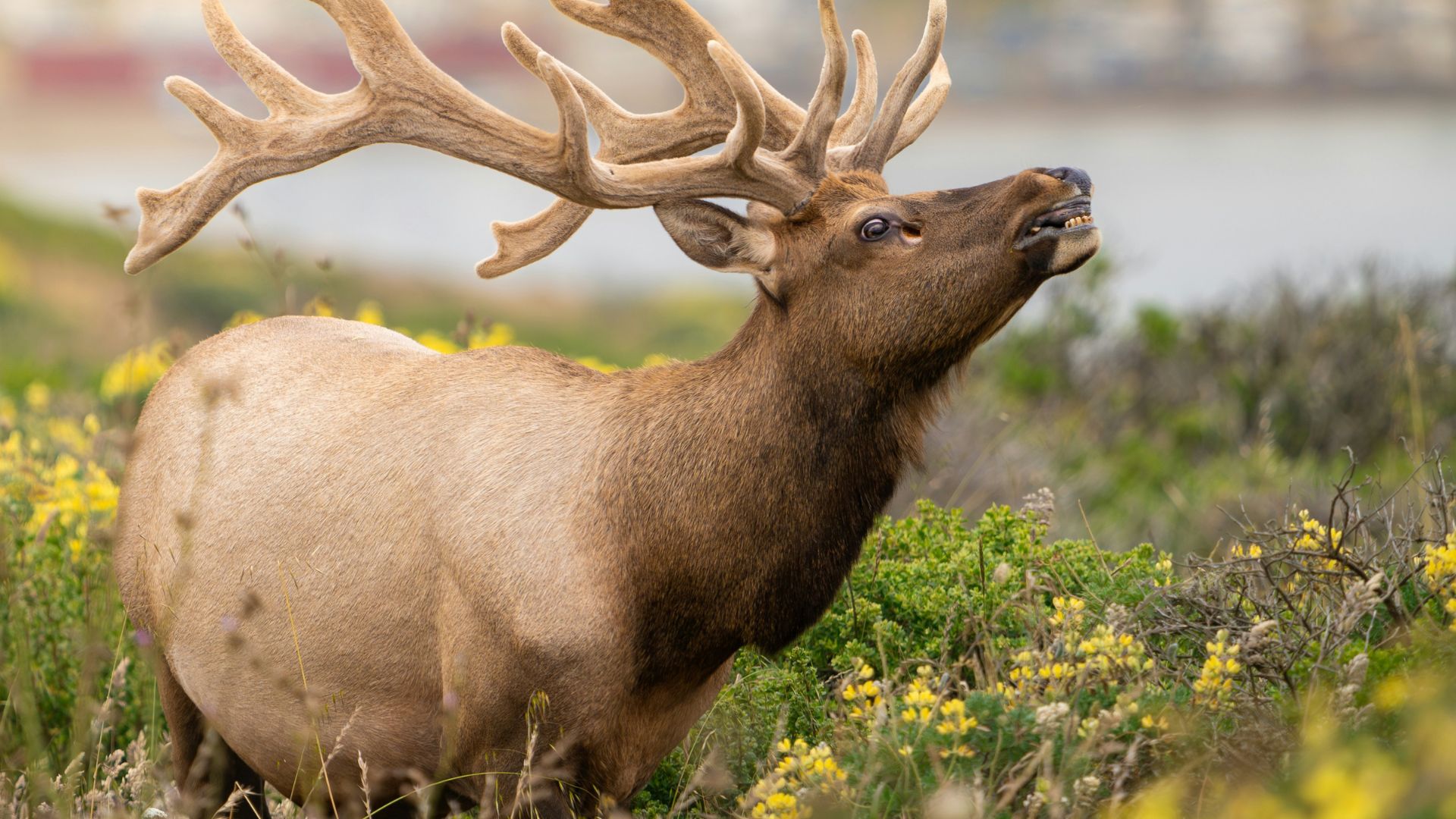 A large bull Tule elk with impressive antlers stands in a field of yellow wildflowers, with its head raised as if bugling, at Point Reyes National Seashore.