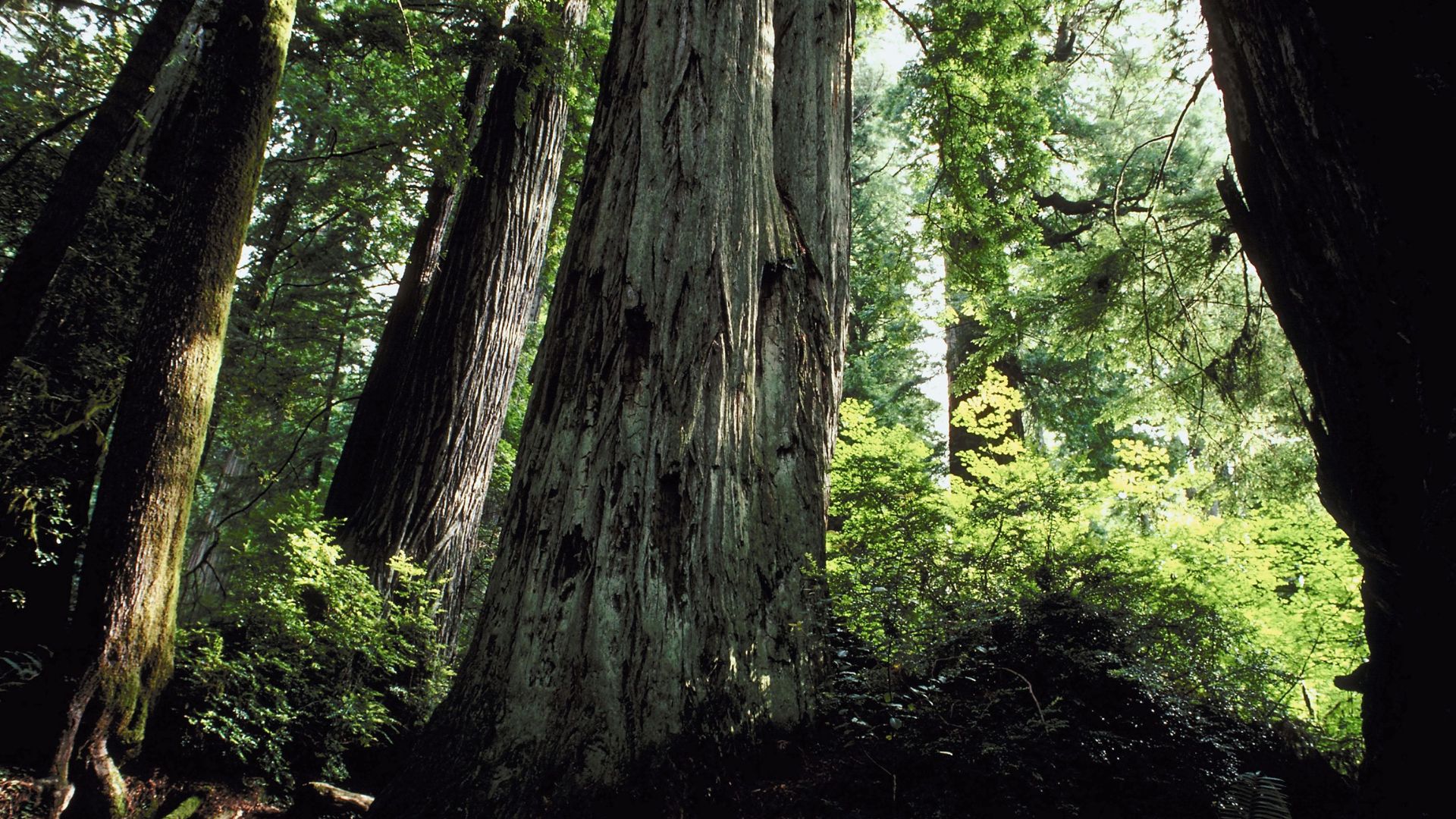 A low-angle shot within a dense redwood forest, showcasing the immense height and thick trunks of ancient redwood trees bathed in sunlight filtering through the canopy, with lush undergrowth visible at the base.
