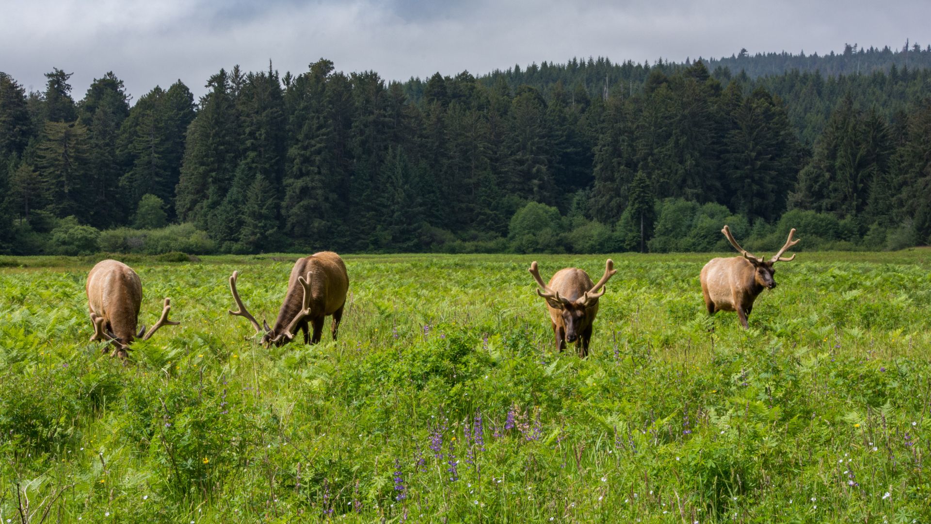 A wide shot of a herd of Roosevelt elk grazing in a lush green meadow, with dense evergreen forest in the background under a cloudy sky.