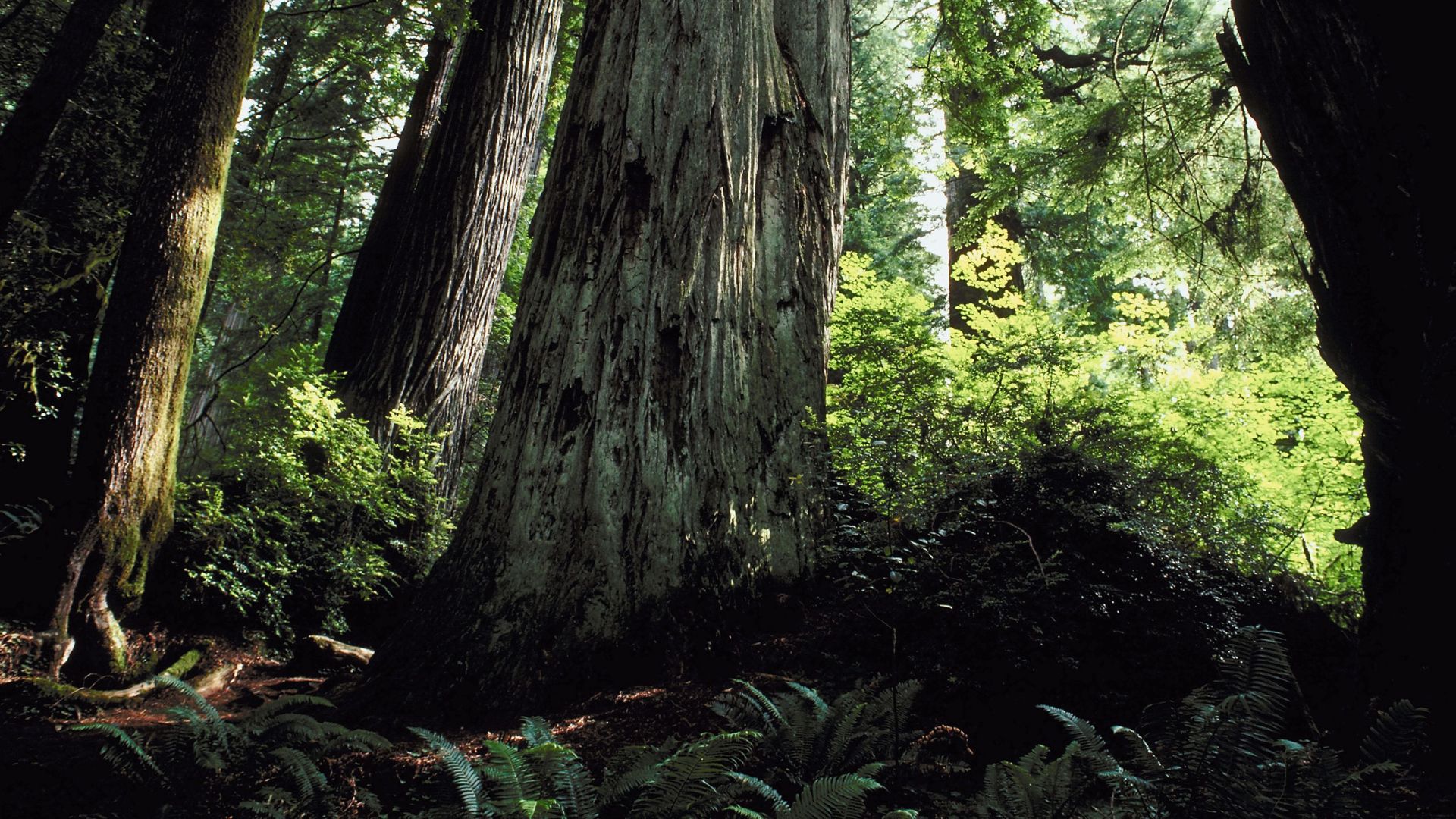 A view of the forest floor within a grove of massive, old-growth redwood trees, with shafts of sunlight filtering through the canopy.
