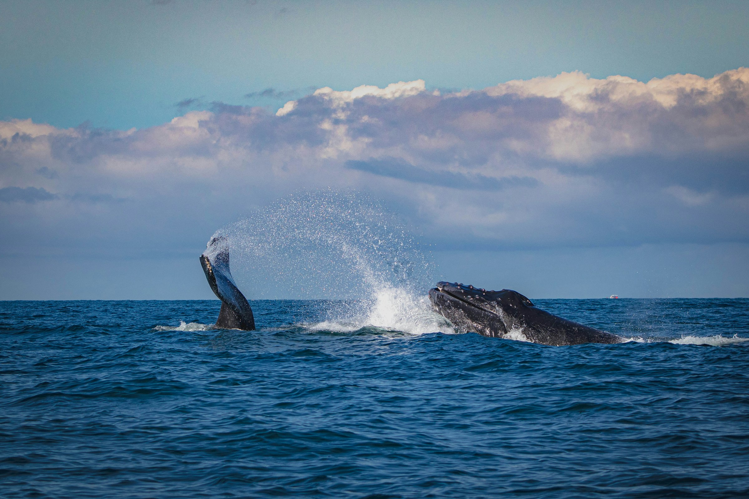 A majestic humpback whale breaching the crystal-clear waters off the coast of Puerto Vallarta