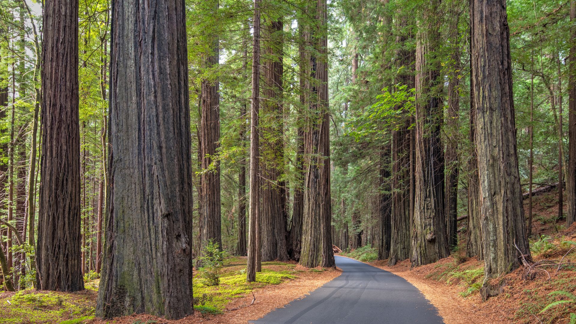 Redwood National and State Parks, California