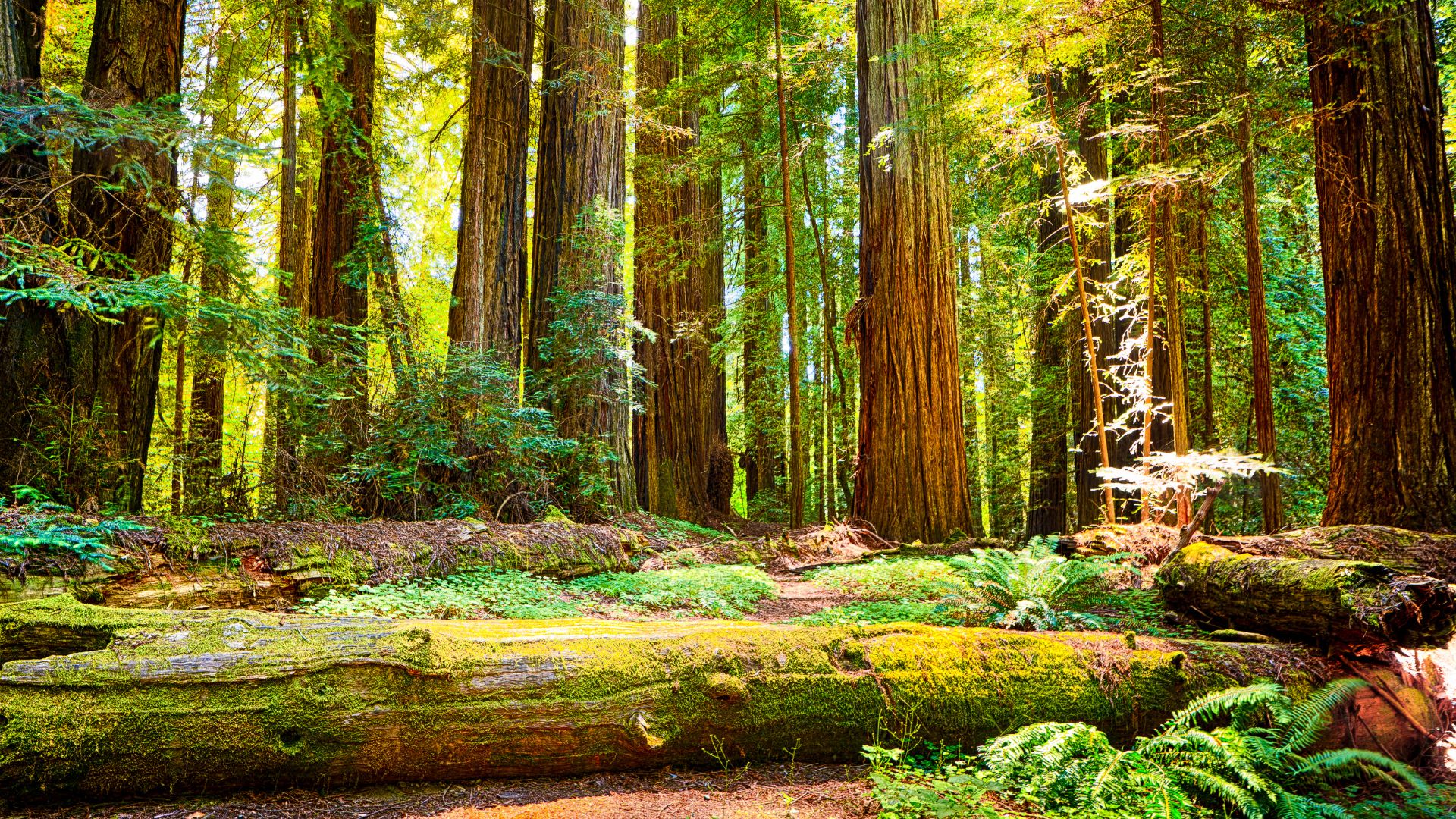 A vibrant forest scene featuring towering redwood trees, a moss-covered fallen log in the foreground, and lush green ferns on the forest floor, bathed in sunlight.