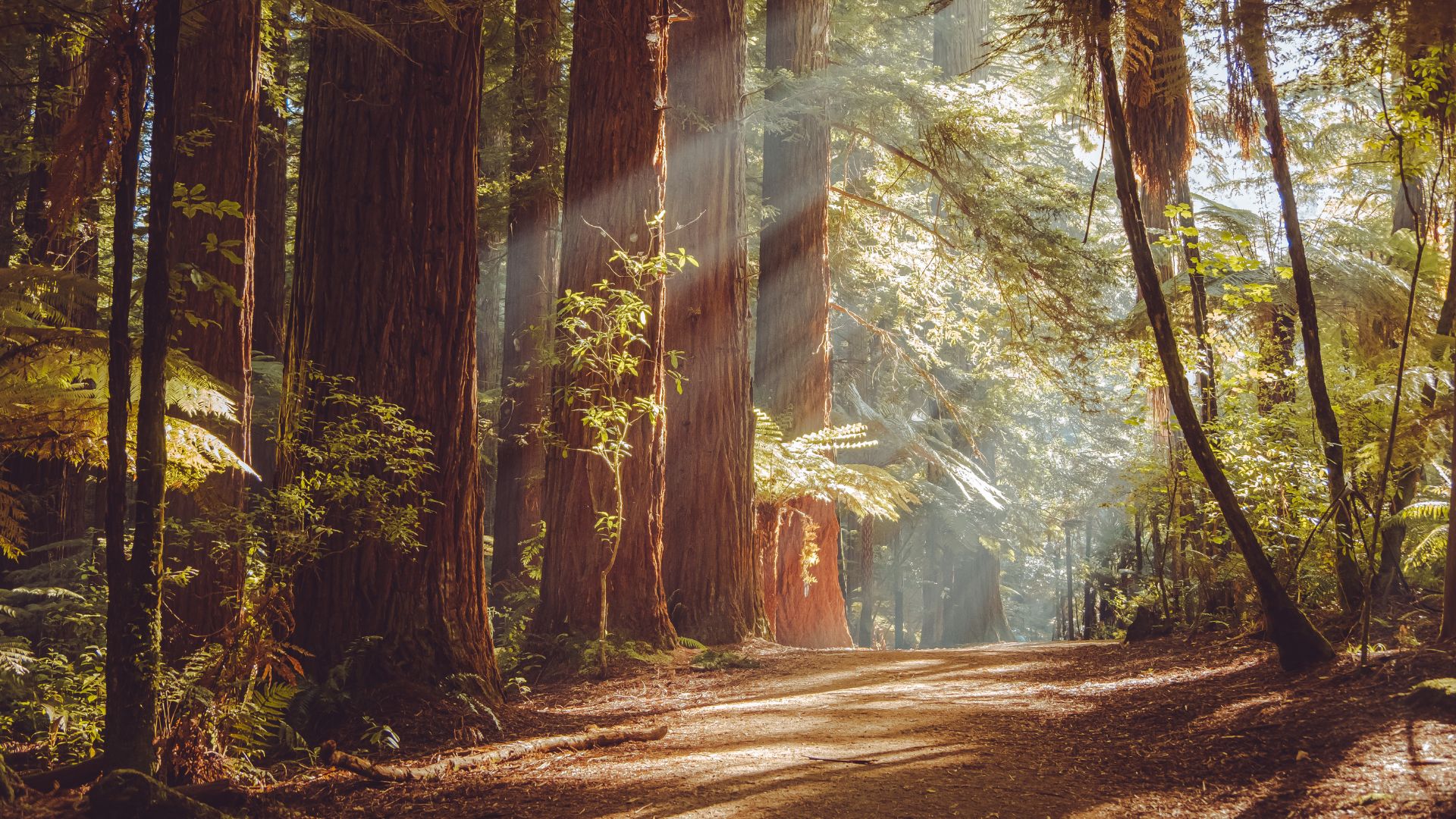 A sun-drenched pathway winding through a towering forest of redwood trees, with beams of light piercing through the dense canopy.