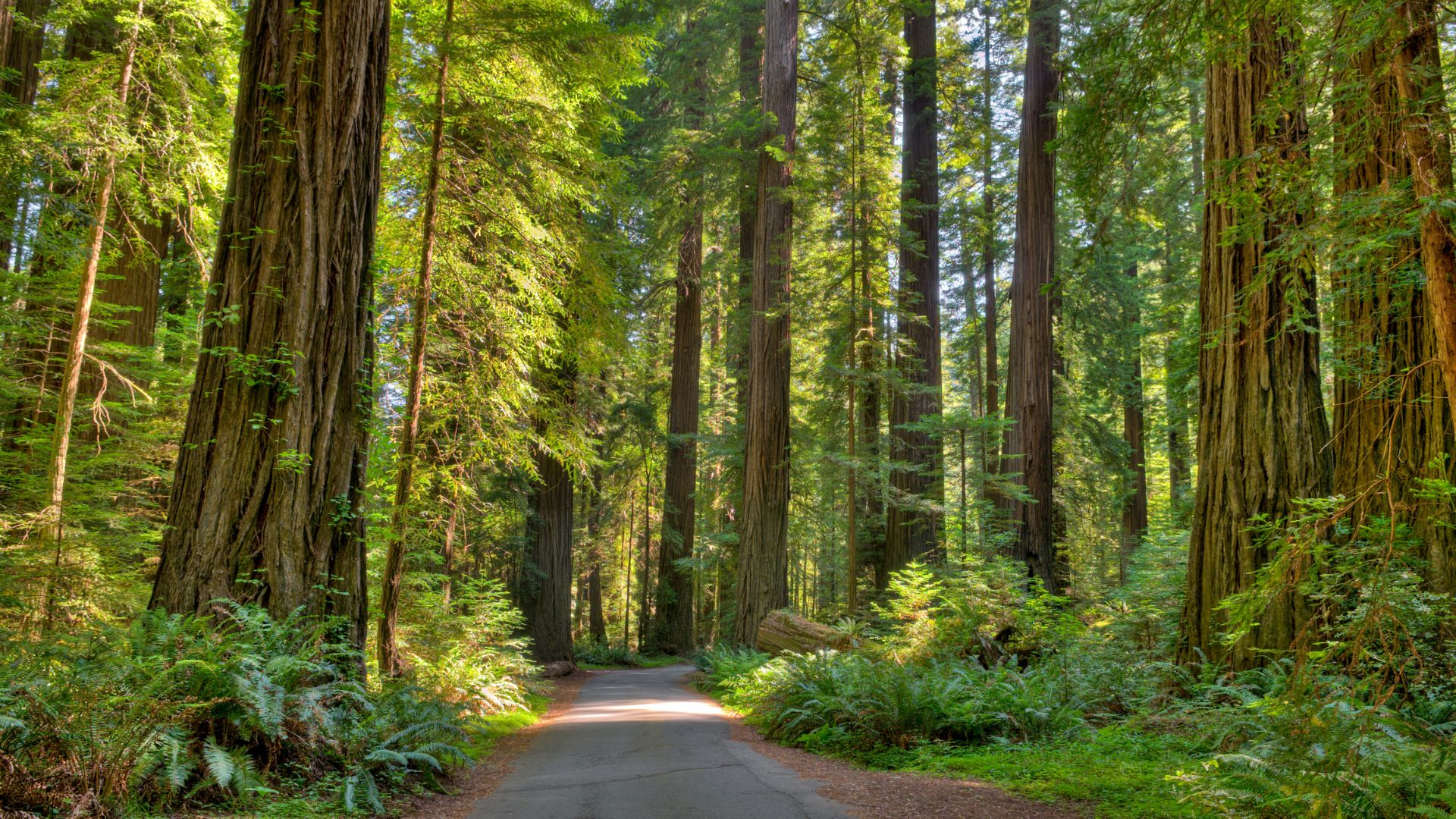 A paved road winds through a dense, sun-dappled forest of towering Coast Redwood trees and lush green undergrowth, likely within a redwood park in California.