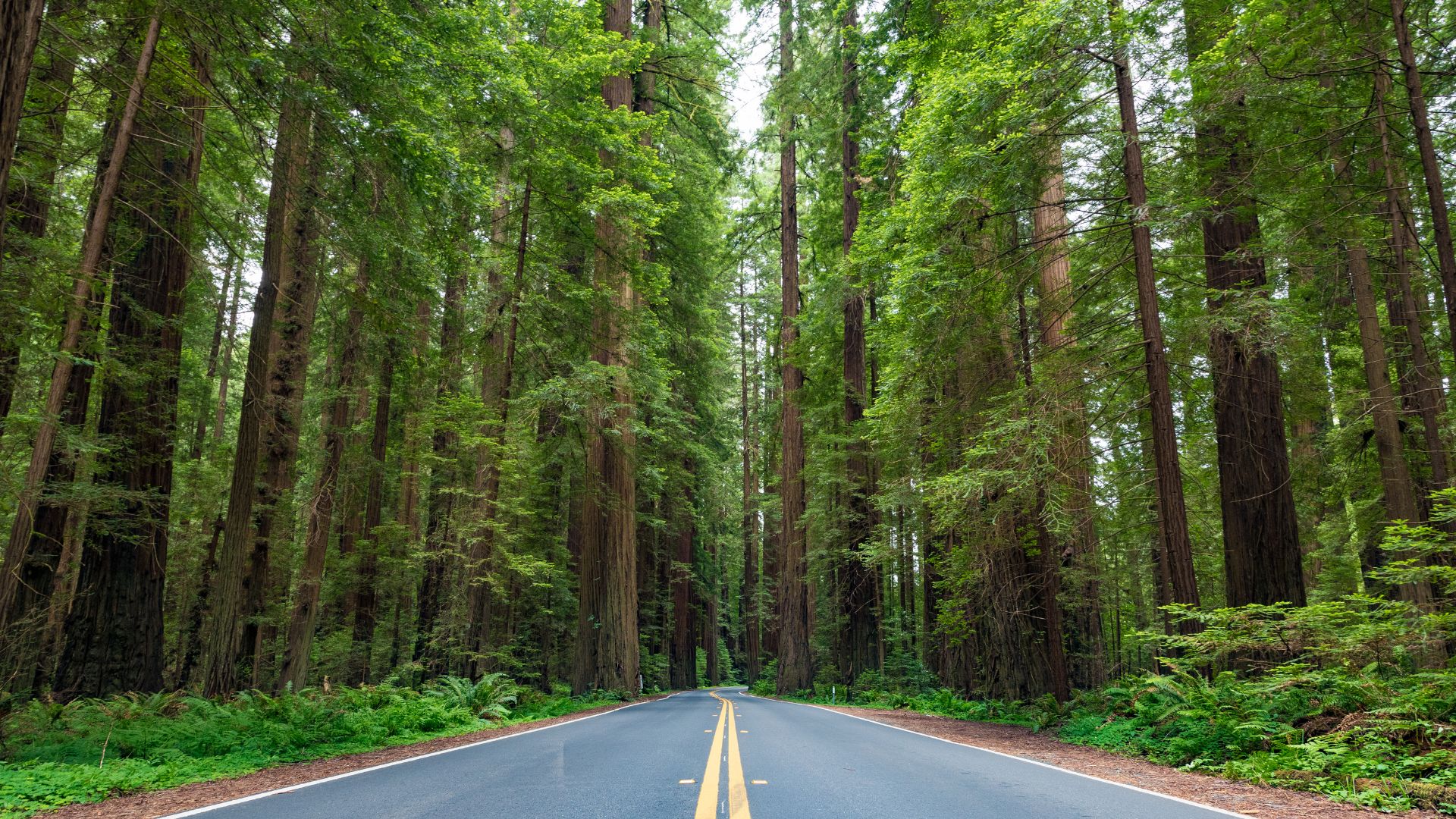 A straight, paved road with double yellow lines extends through a dense forest of towering, ancient redwood trees, creating a majestic natural tunnel.