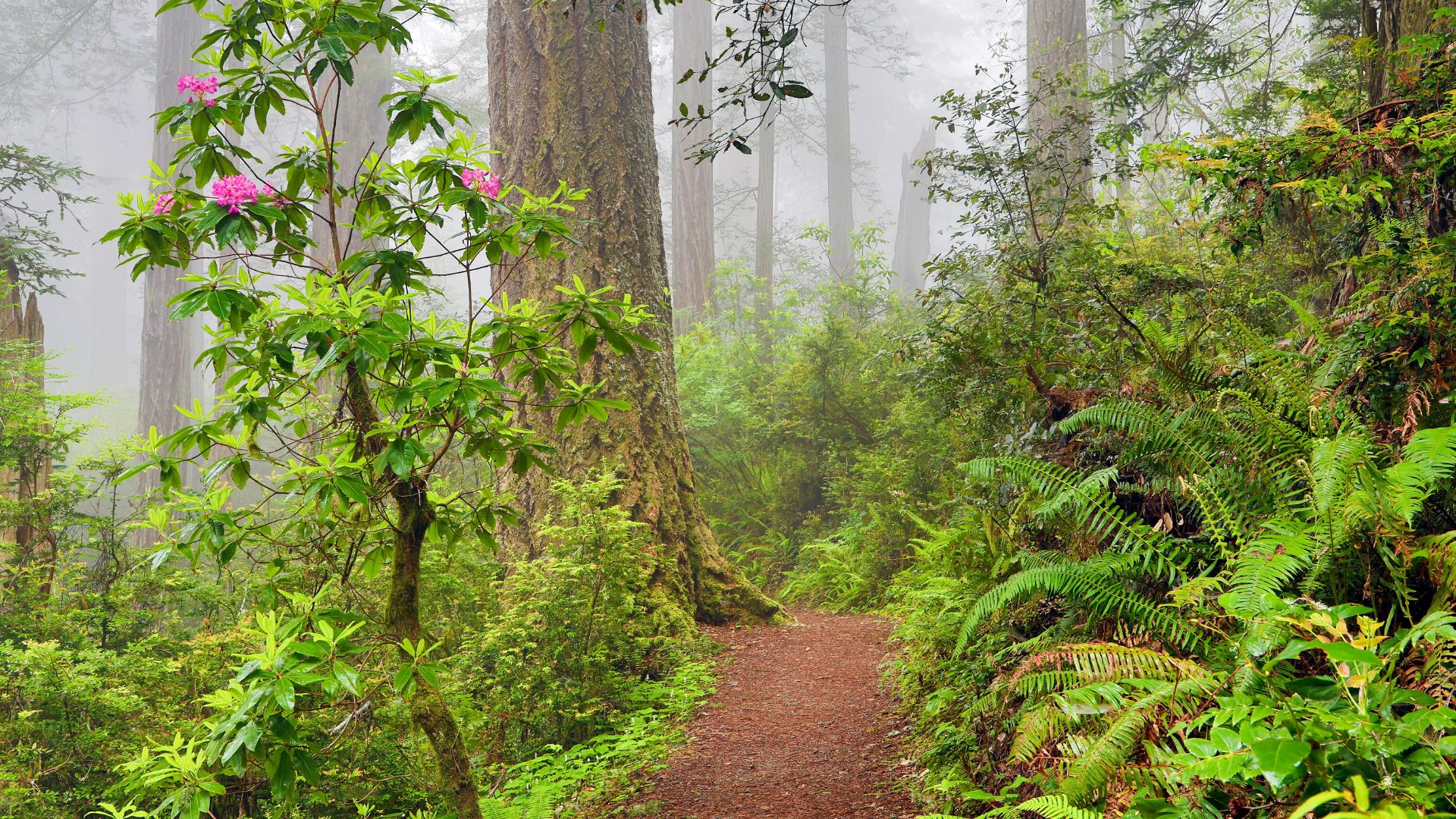 A foggy forest scene with tall redwood trees, lush green undergrowth including ferns, and a narrow dirt path winding through the center. Pink flowers are visible on a plant to the left of the path.