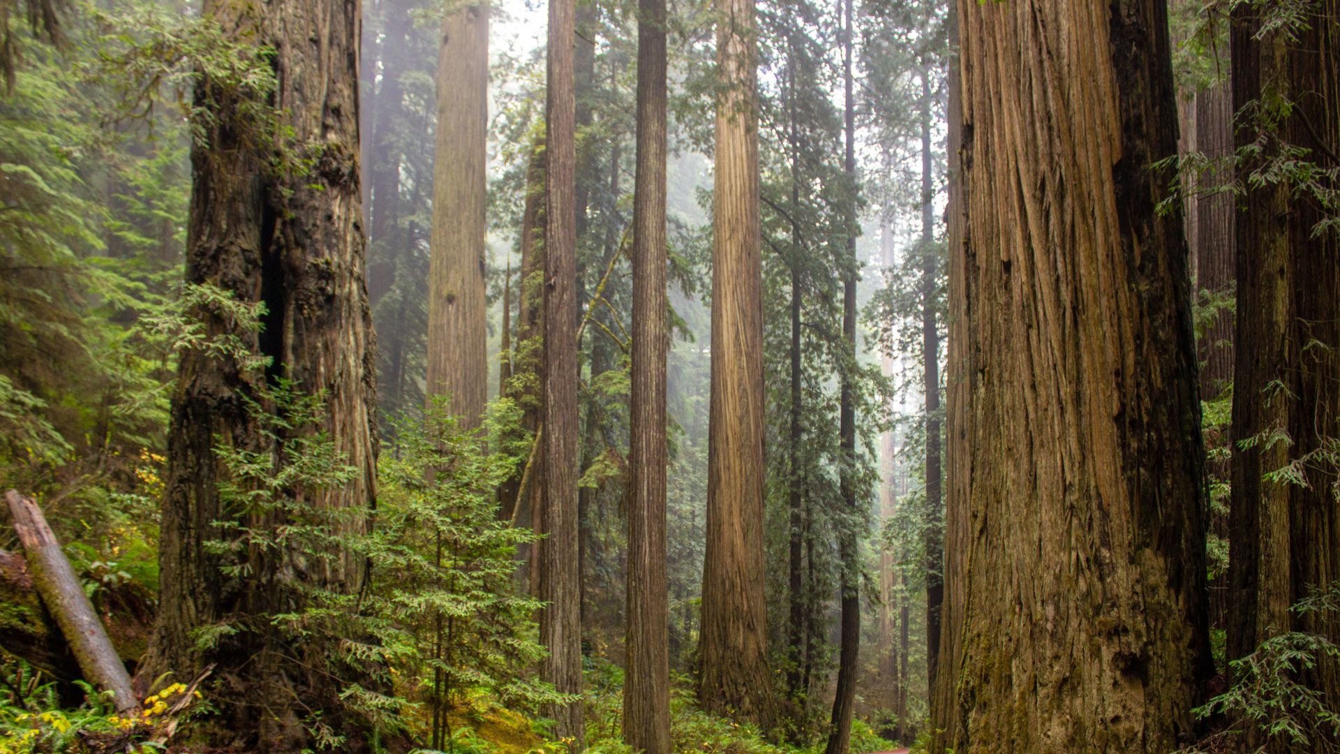 A dense forest of towering, ancient redwood trees with light filtering through the misty canopy.