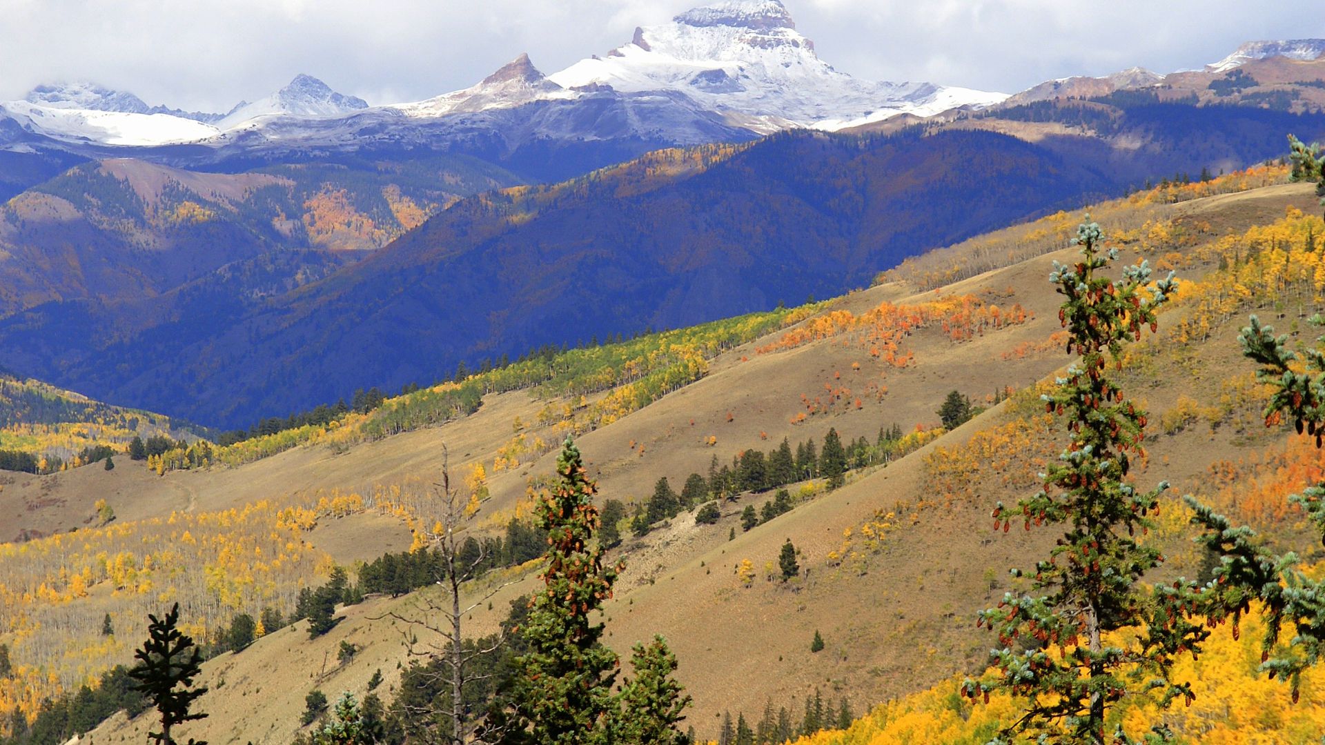 A scenic view of mountains in autumn, featuring slopes covered in golden-yellow aspen trees and scattered green evergreens, with snow-capped peaks in the background under a partly cloudy sky.