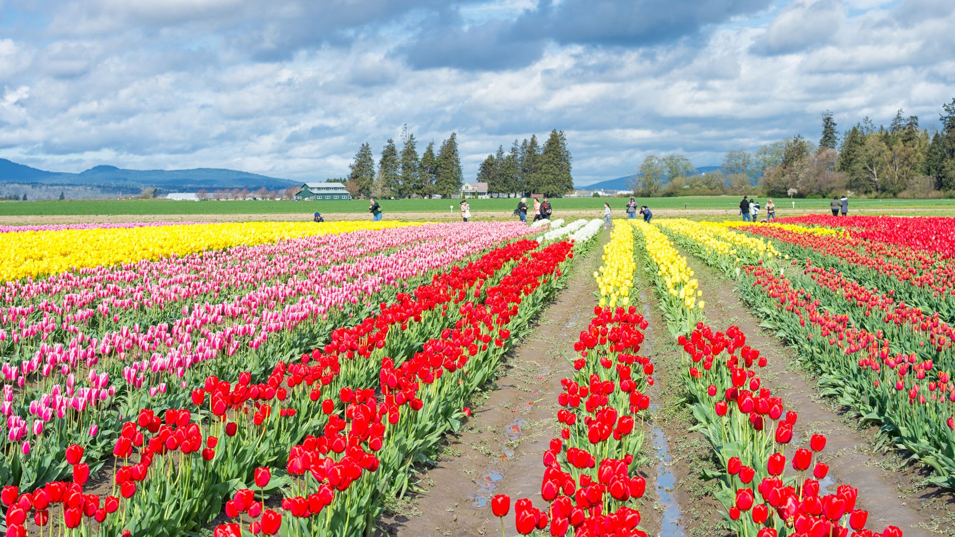 A wide shot of vibrant rows of red, pink, and yellow tulips in full bloom under a partly cloudy sky, with distant mountains and scattered visitors admiring the fields.